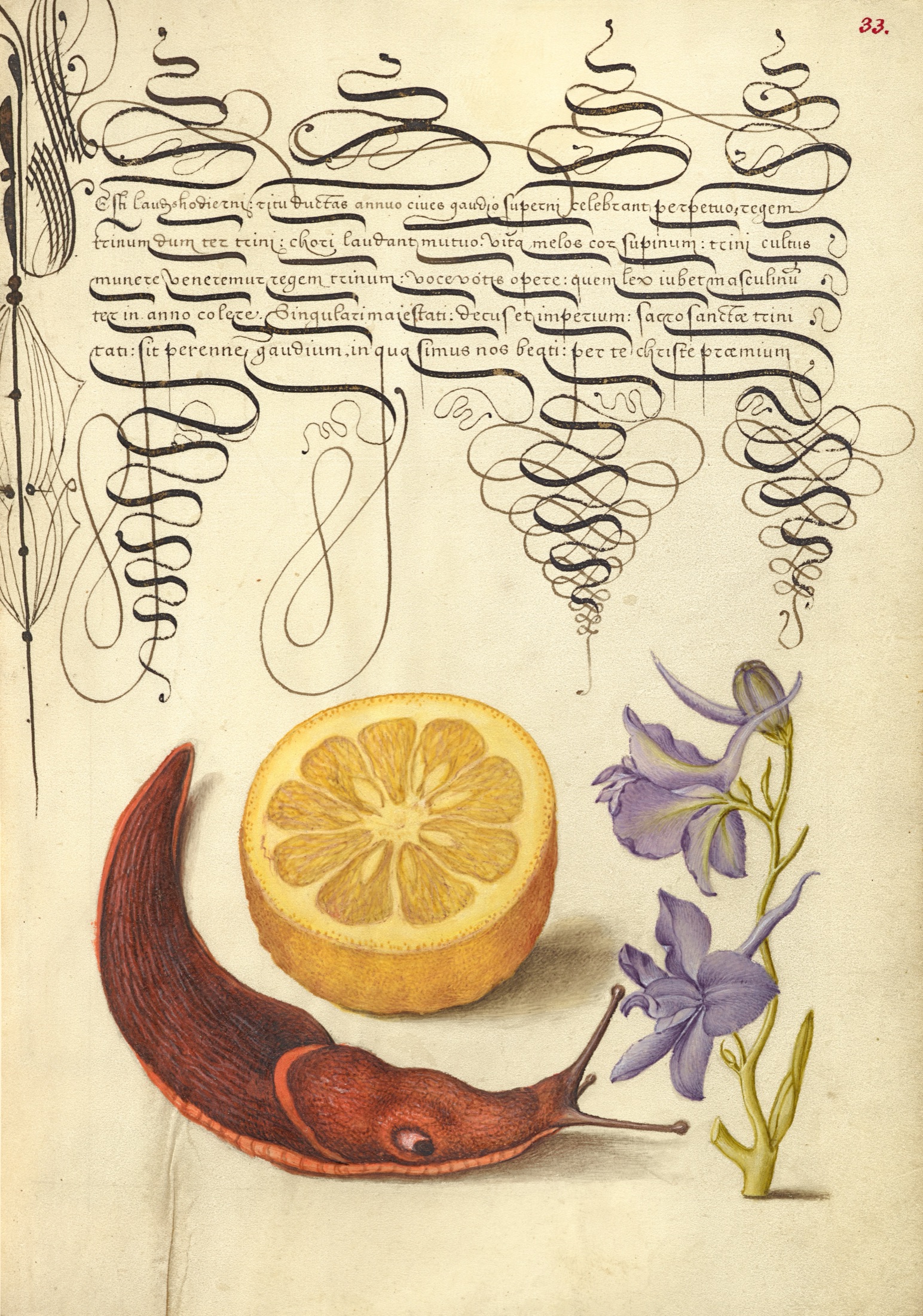 Sour Orange, Terrestrial Mollusk, and Larkspur — Joris Hoefnagel (Illuminator); Georg Bocskay (Scribe)