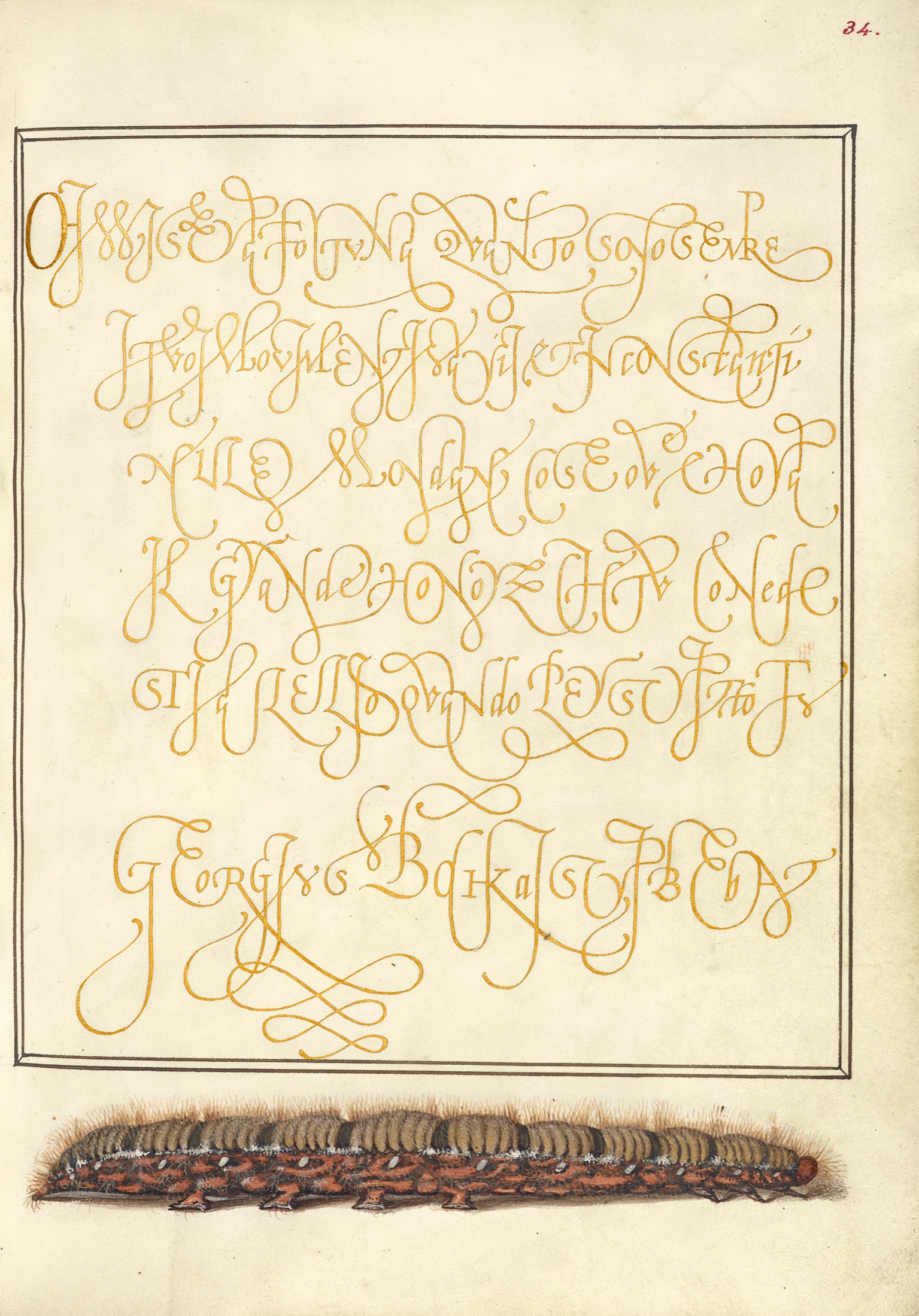 Larva of an Oak Egger Moth — Joris Hoefnagel (Illuminator); Georg Bocskay (Scribe)