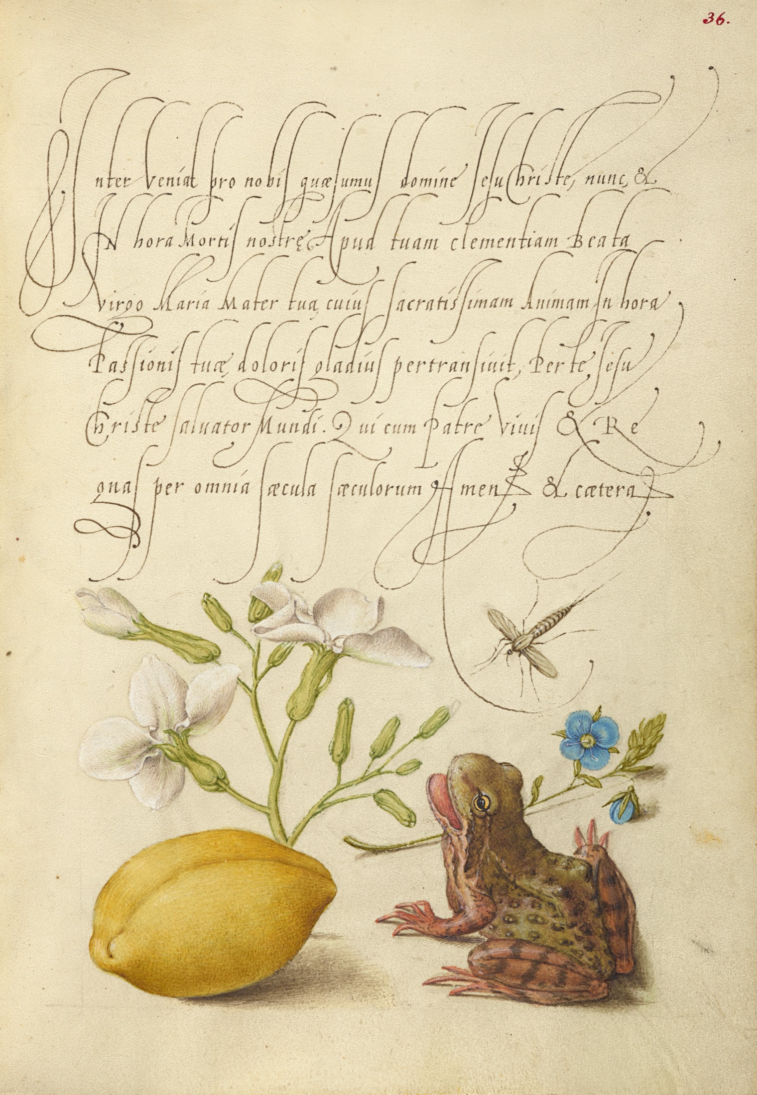 Gillyflower, Insect, Germander, Almond, and Frog — Joris Hoefnagel (Illuminator); Georg Bocskay (Scribe)