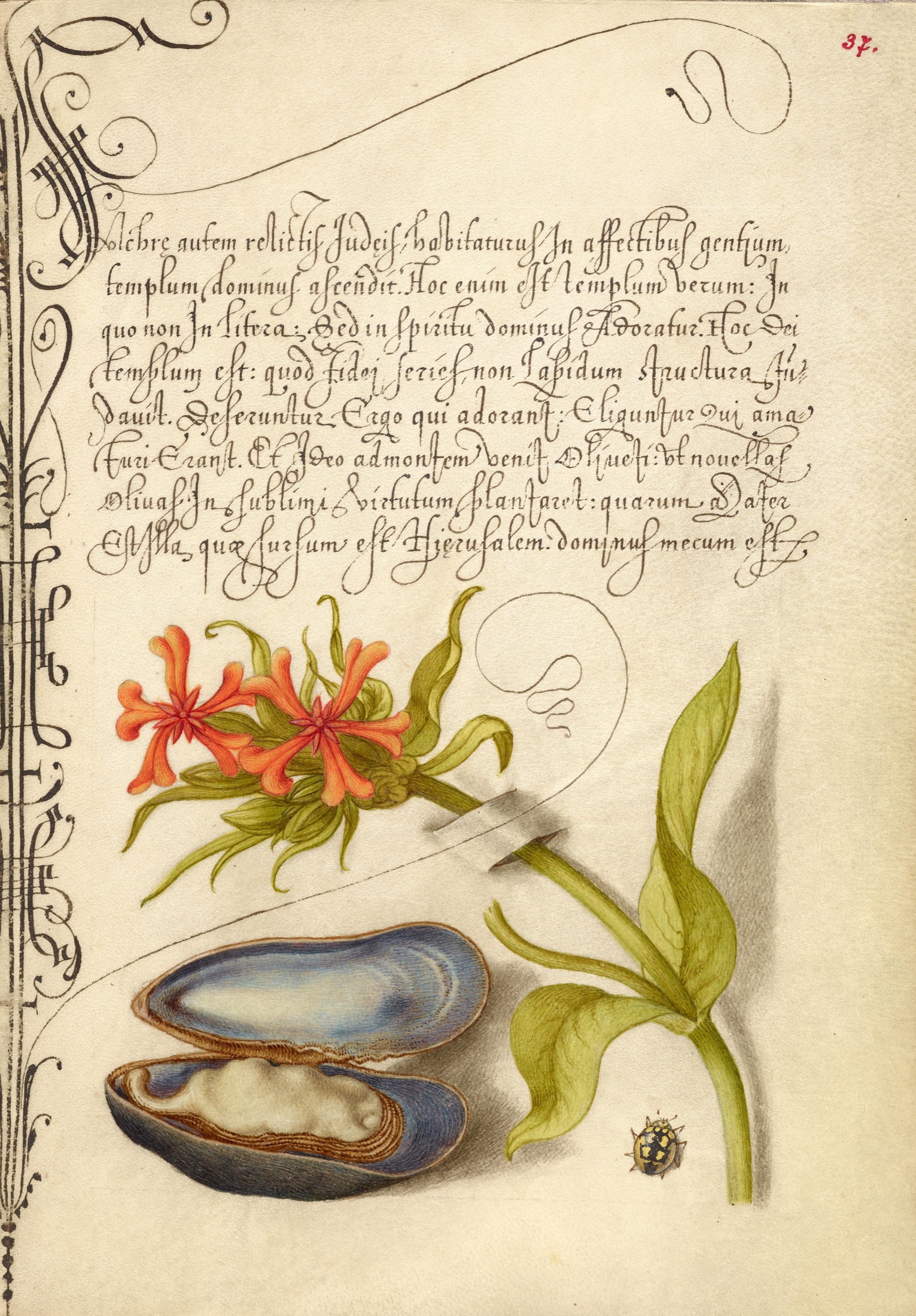 Maltese Cross, Mussel, and Ladybird — Joris Hoefnagel (Illuminator); Georg Bocskay (Scribe)