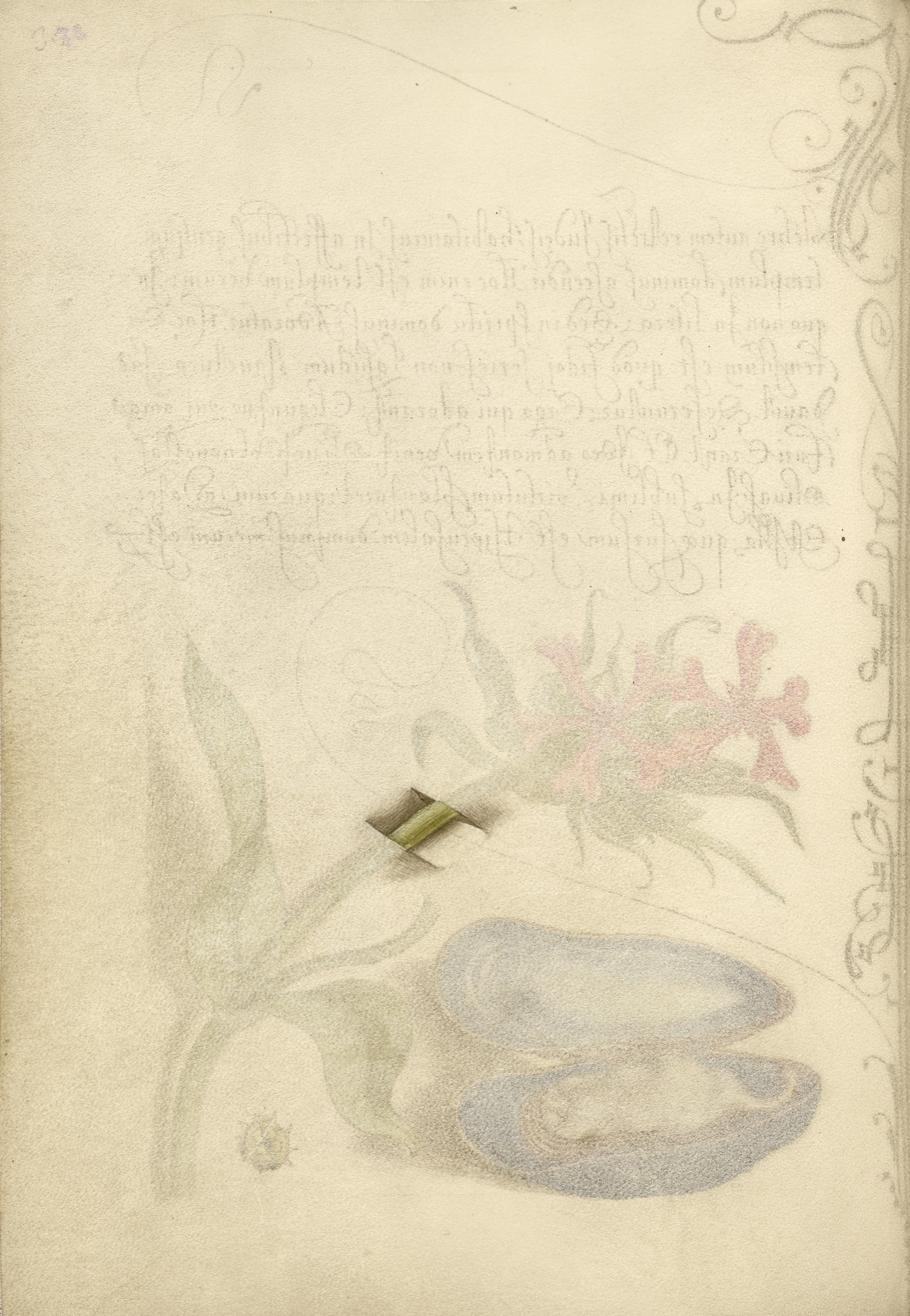 Trompe l'Oeil Stem of a Maltese Cross — Joris Hoefnagel (Illuminator)