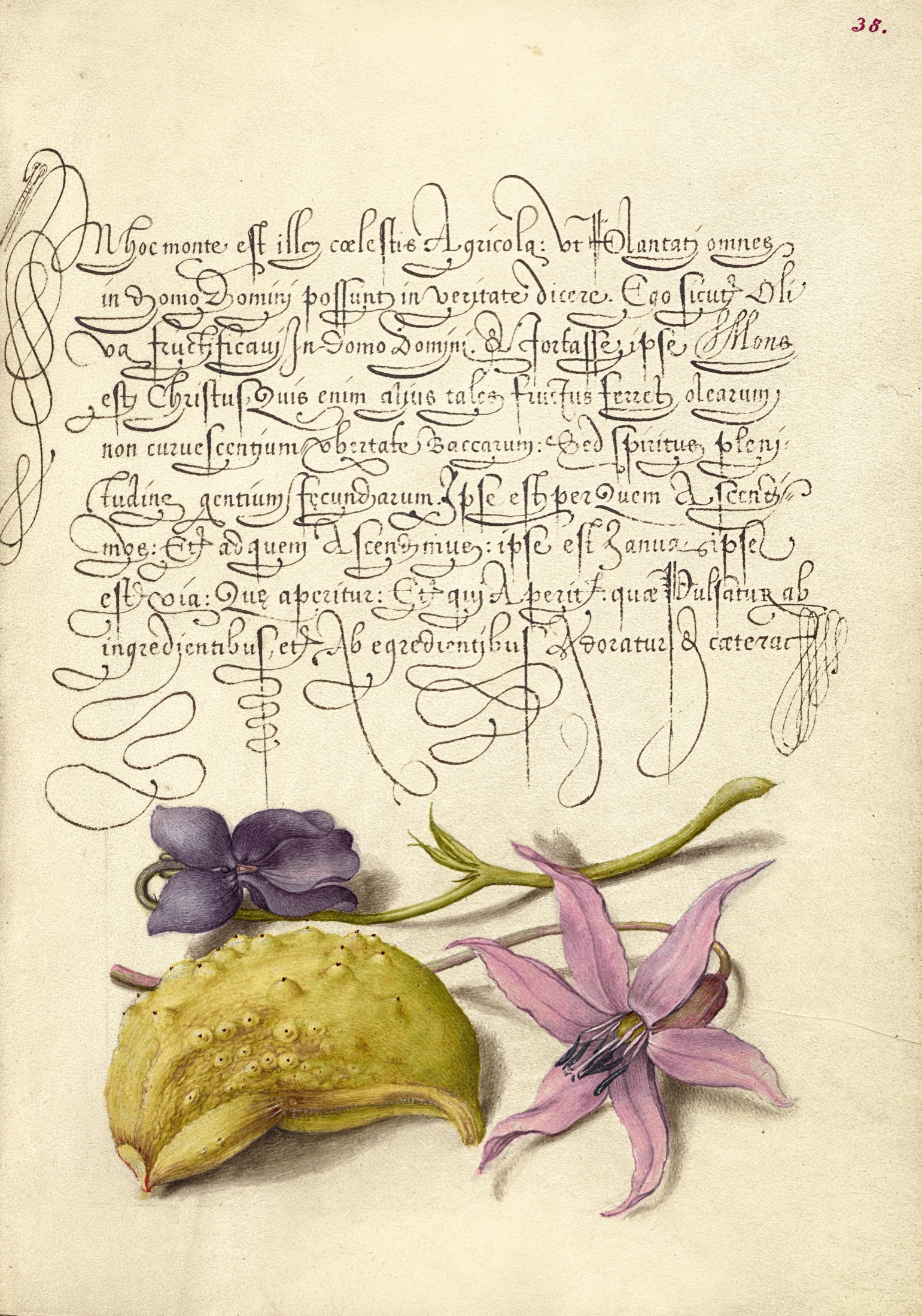 Sweet Violet, Gourd, and Dog-Tooth Violet — Joris Hoefnagel (Illuminator); Georg Bocskay (Scribe)