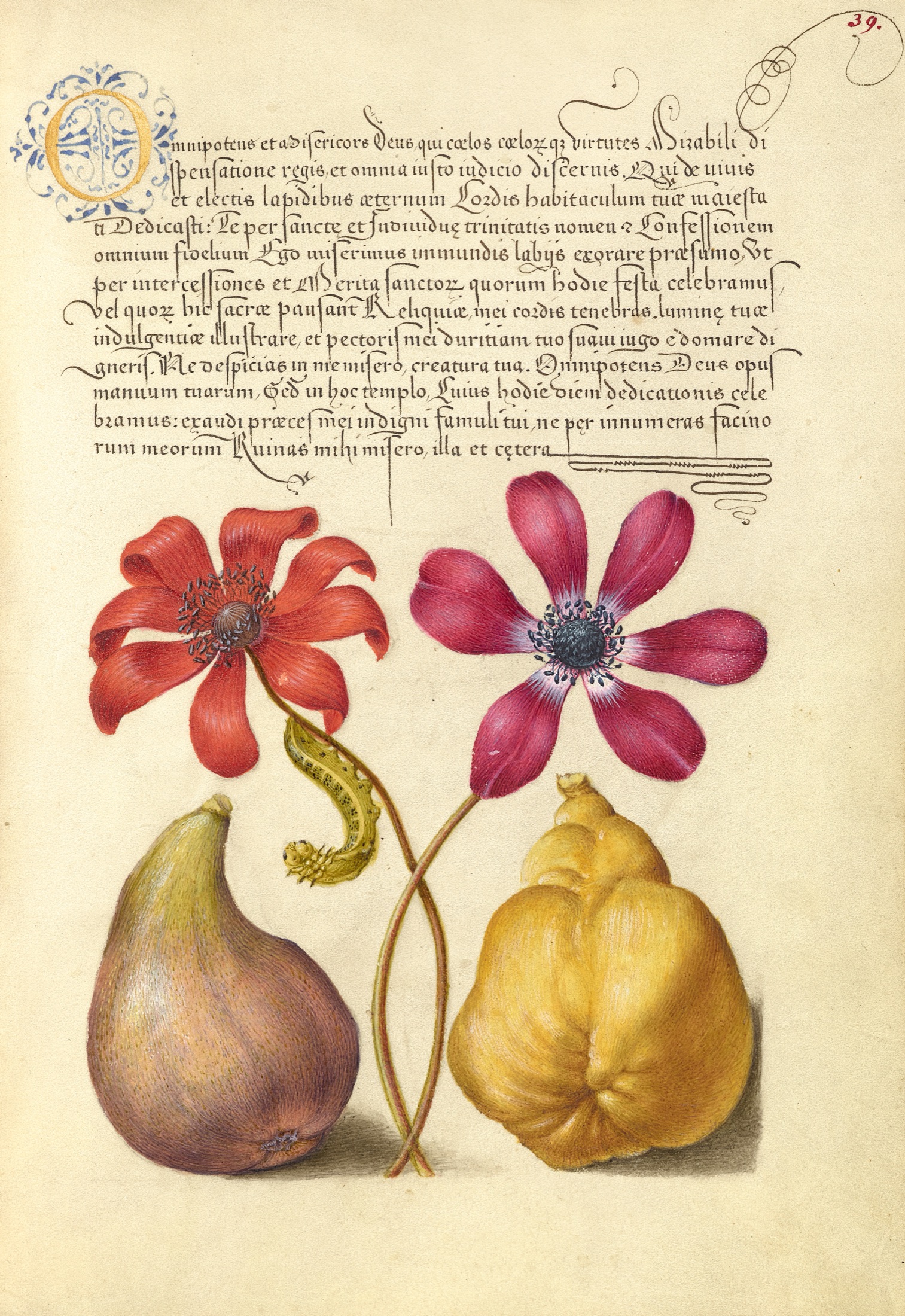 Poppy Anemones, Caterpillar, Fig, and Quince — Joris Hoefnagel (Illuminator); Georg Bocskay (Scribe)