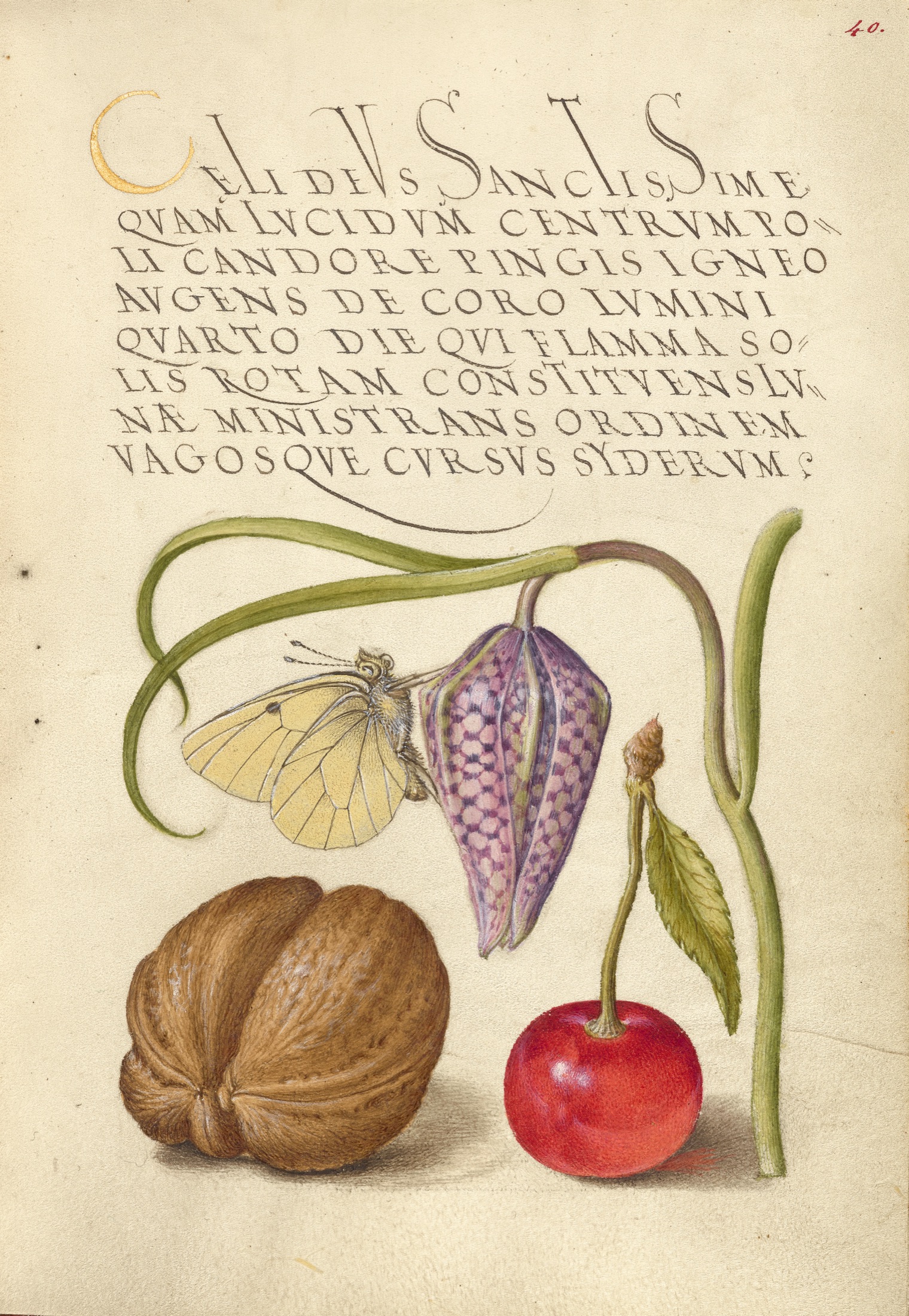 Butterfly, Snakeshead, English Walnut, and Sweet Cherry — Joris Hoefnagel (Illuminator); Georg Bocskay (Scribe)