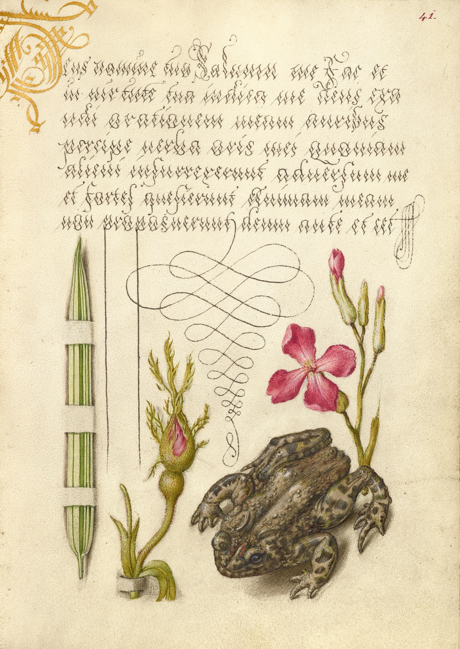 Reed Grass, French Rose, Toad, and Gillyflower — Joris Hoefnagel (Illuminator); Georg Bocskay (Scribe)