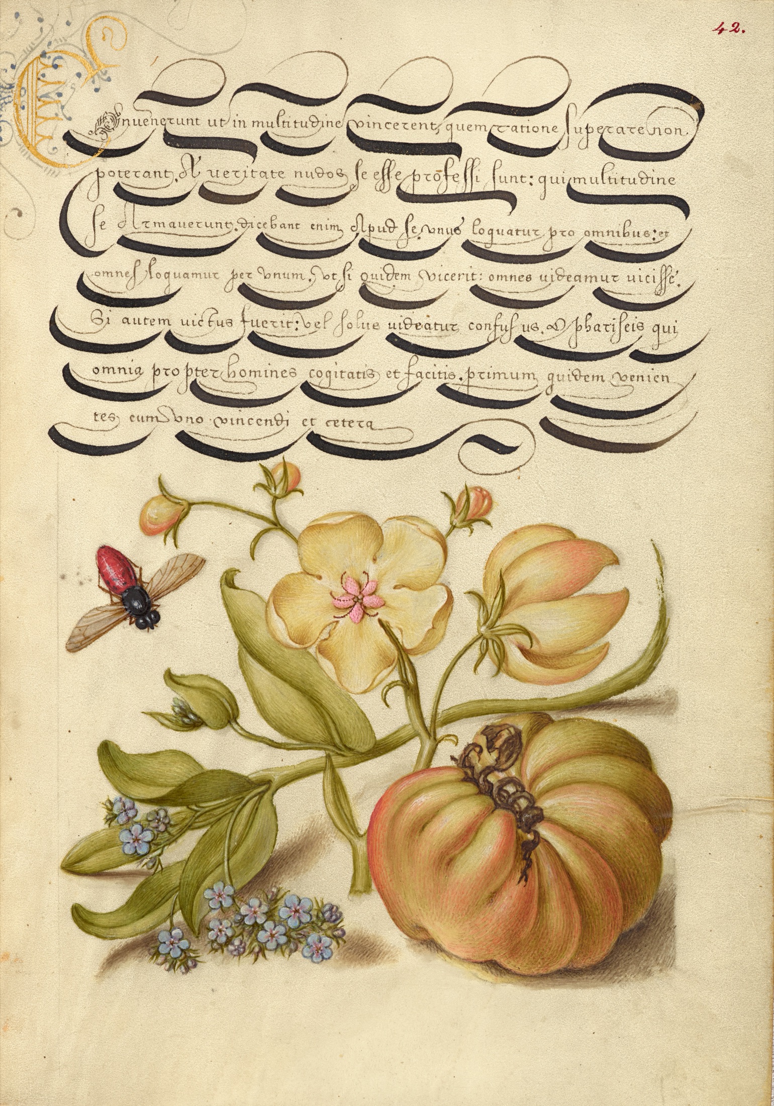 Insect, Moth Mullein, Forget-Me-Not, and Tomato — Joris Hoefnagel (Illuminator); Georg Bocskay (Scribe)