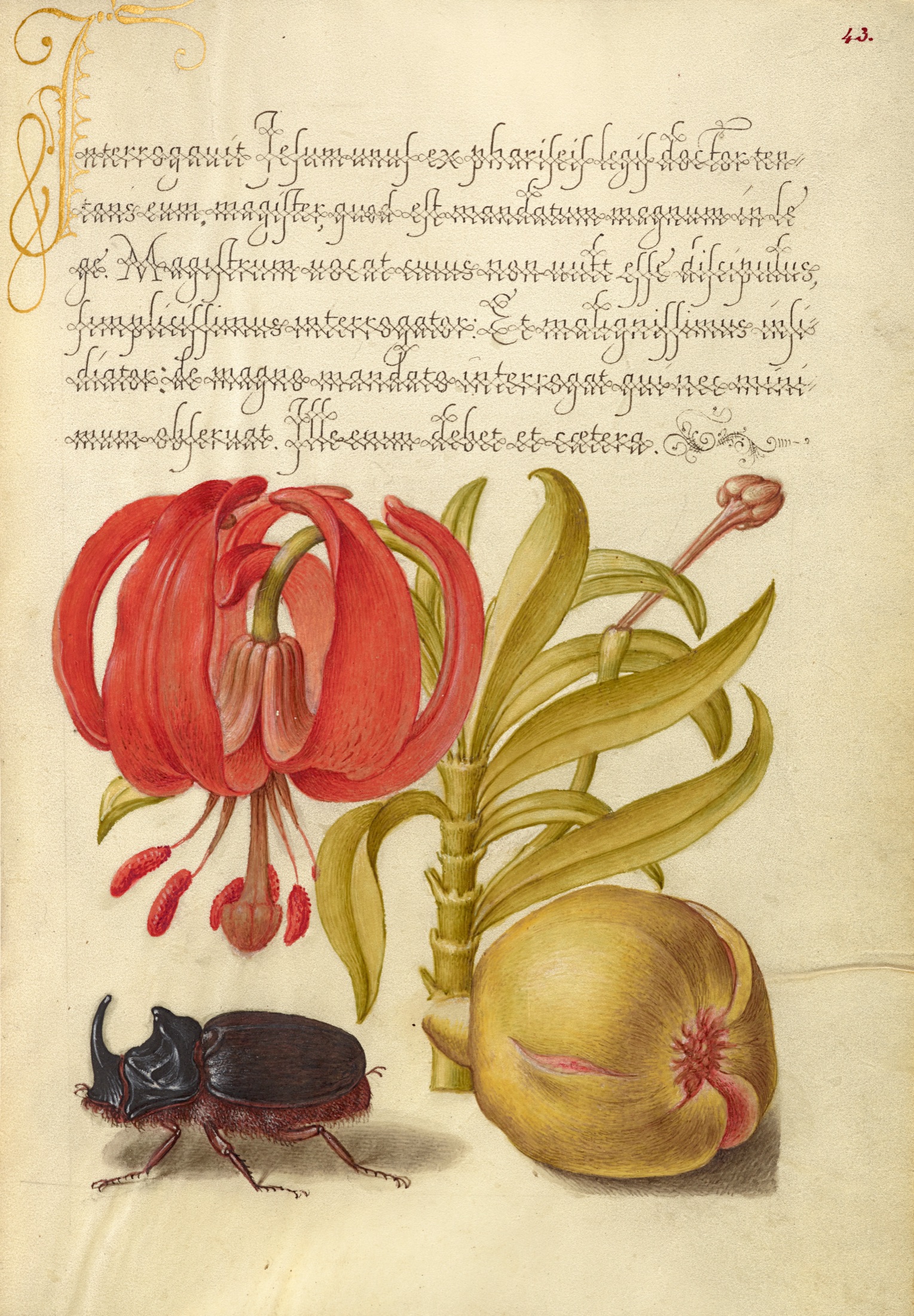 Scarlet Turk's Cap, Rhinoceros Beetle, and Pomegranate — Joris Hoefnagel (Illuminator); Georg Bocskay (Scribe)
