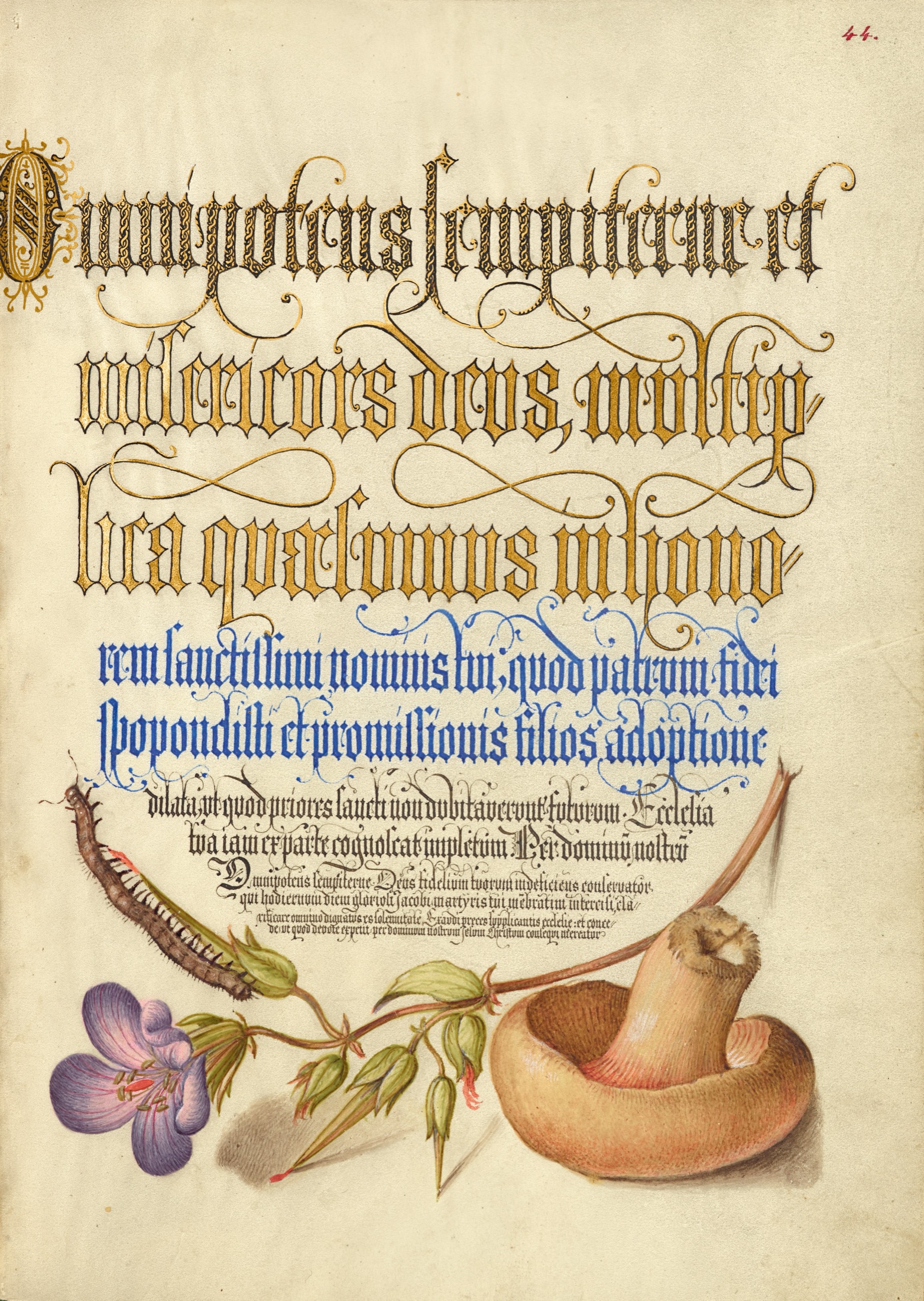 Centipede, Wood Cranesbill, and Mushroom — Joris Hoefnagel (Illuminator); Georg Bocskay (Scribe)