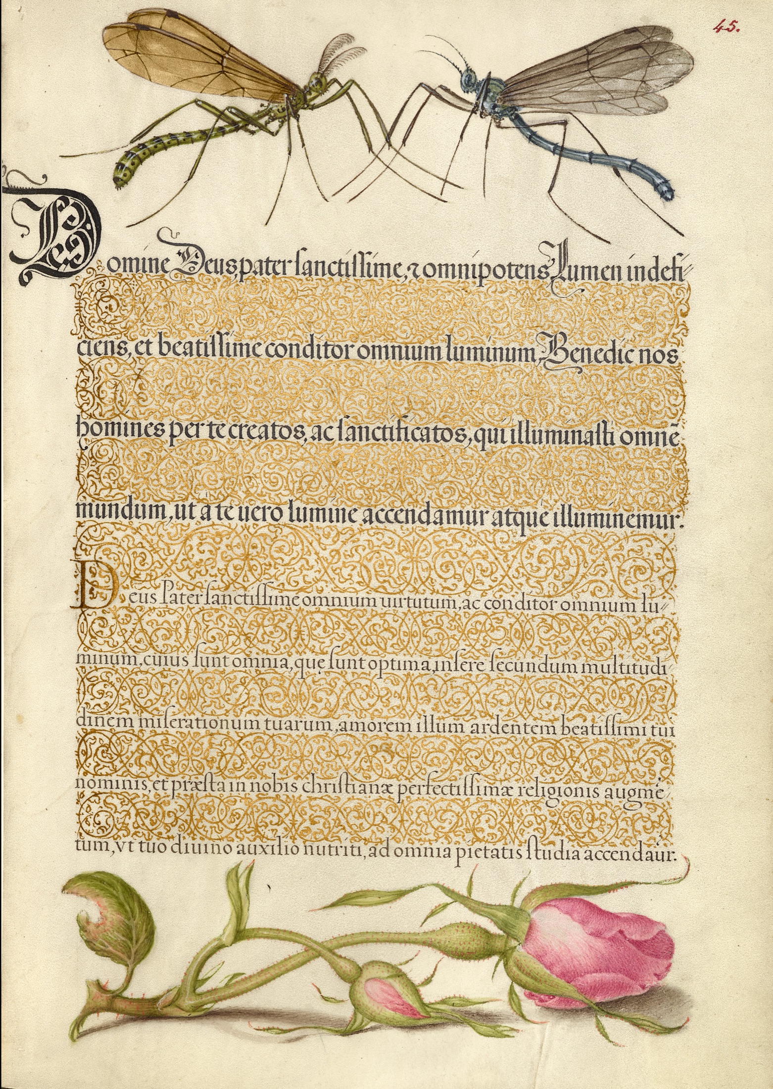Crested Crane Fly, Insect, and French Rose — Joris Hoefnagel (Illuminator); Georg Bocskay (Scribe)