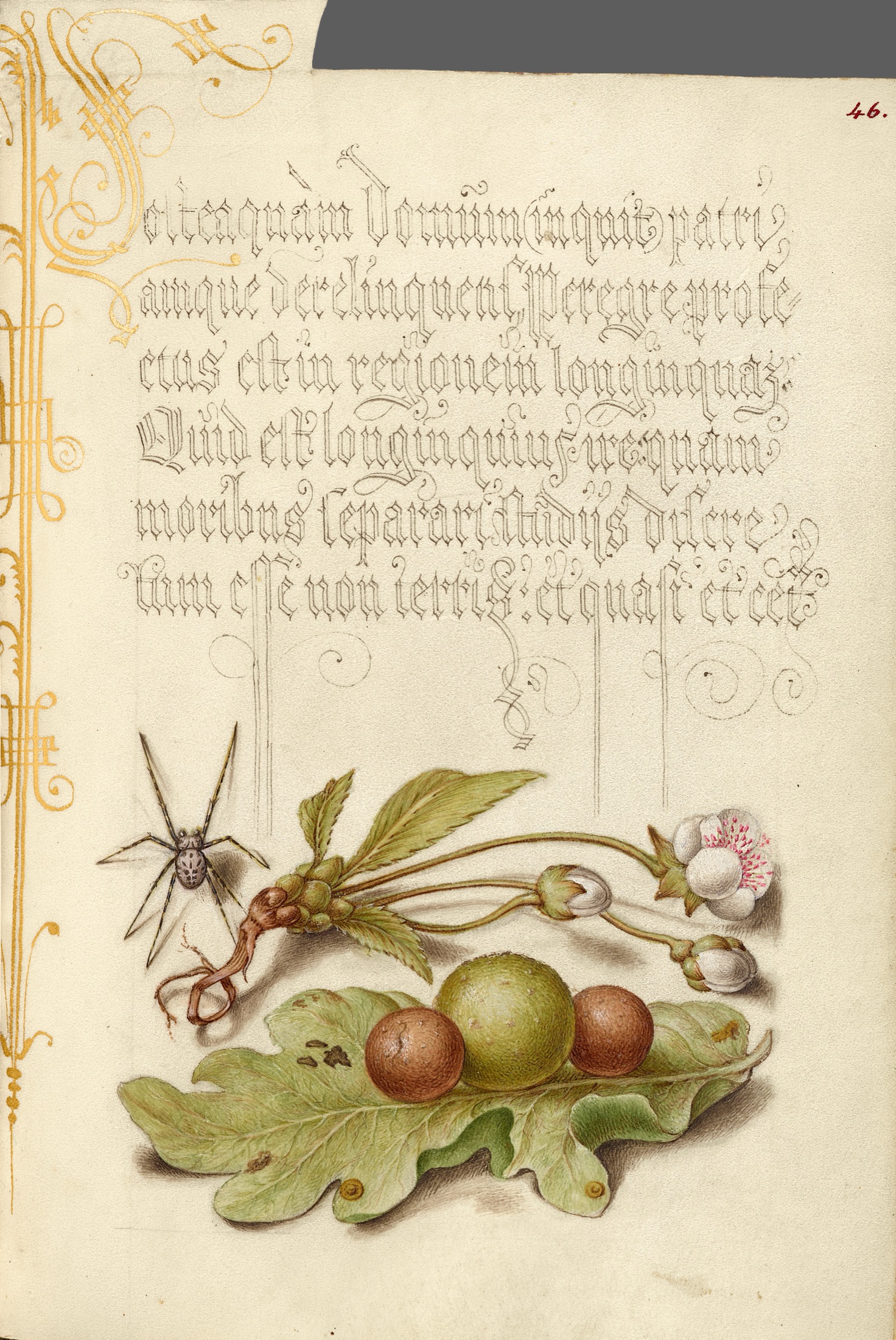 Spider, Sweet Cherry Flower, and English Oak Leaf with Galls — Joris Hoefnagel (Illuminator); Georg Bocskay (Scribe)