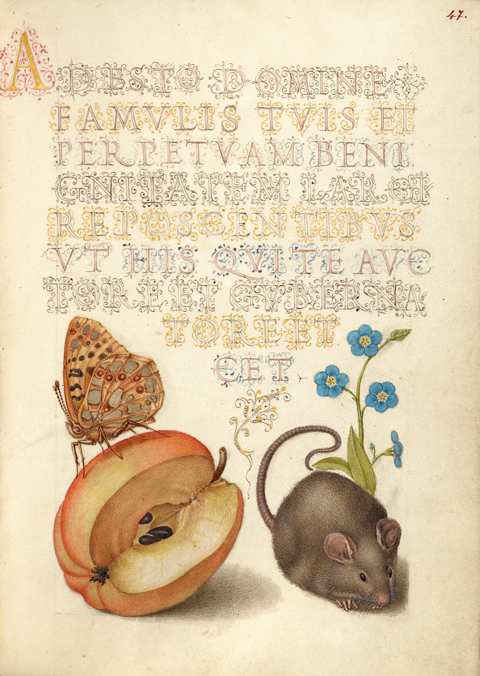 Queen of Spain Fritillary, Apple, Mouse, and Creeping Forget-Me-Not — Joris Hoefnagel (Illuminator); Georg Bocskay (Scribe)