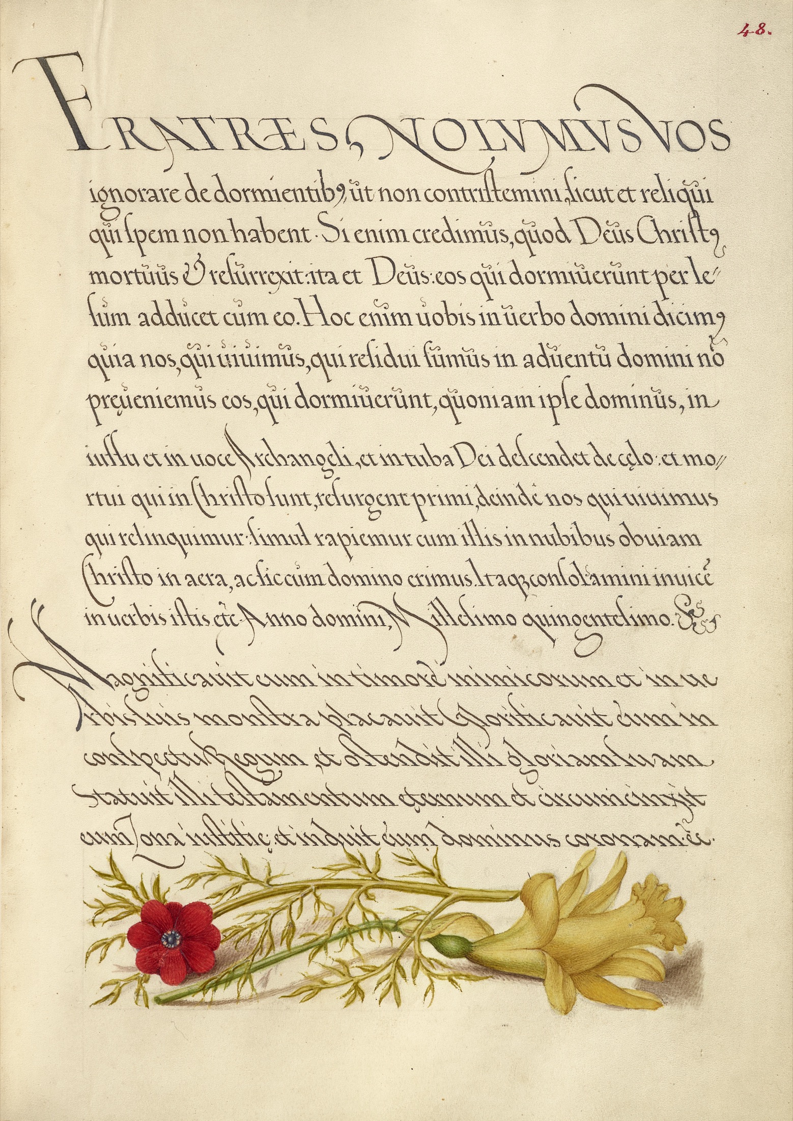 Pheasant's Eye and Buttercup — Joris Hoefnagel (Illuminator); Georg Bocskay (Scribe)