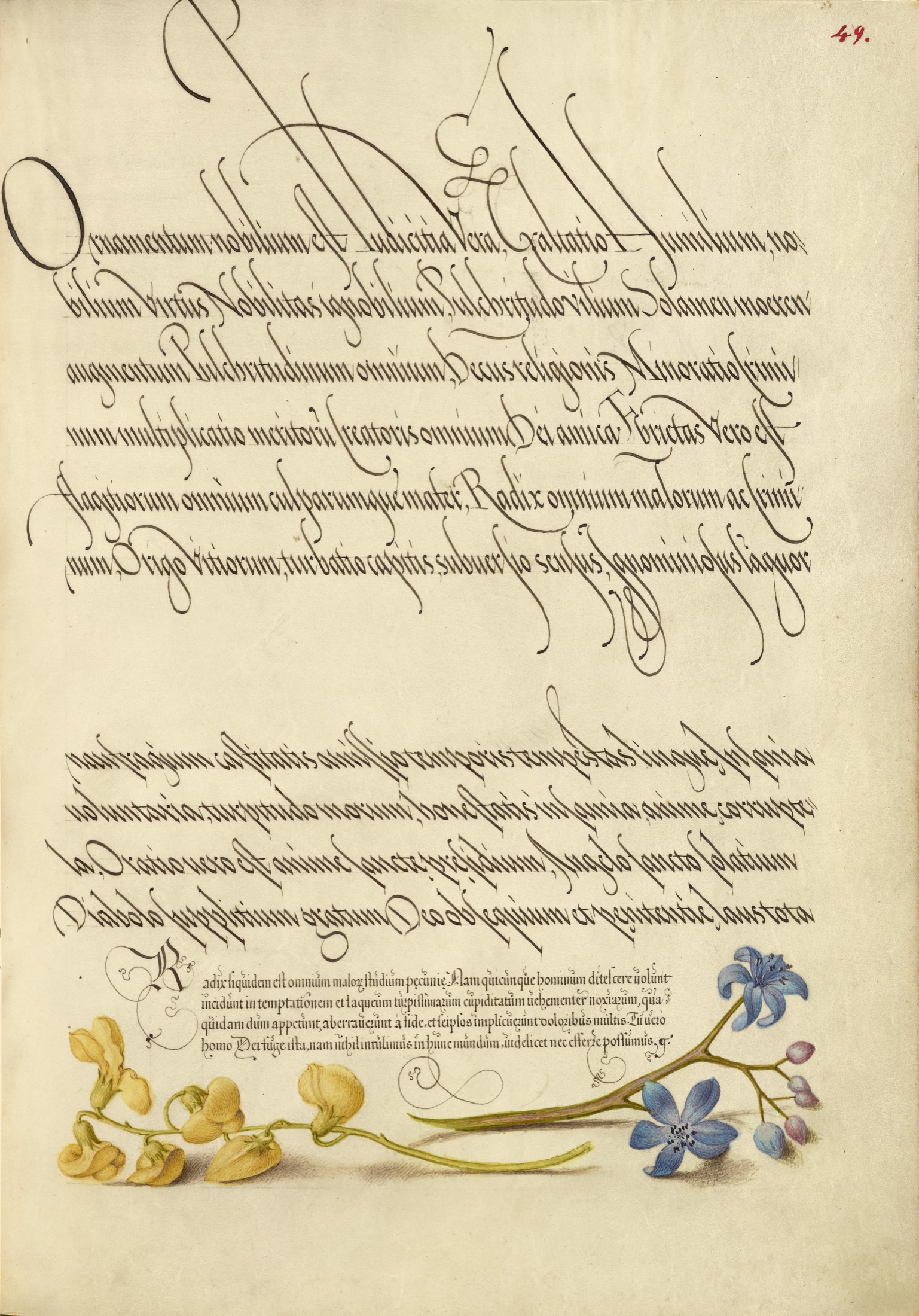 Bladder Senna and Alpine Squill — Joris Hoefnagel (Illuminator); Georg Bocskay (Scribe)