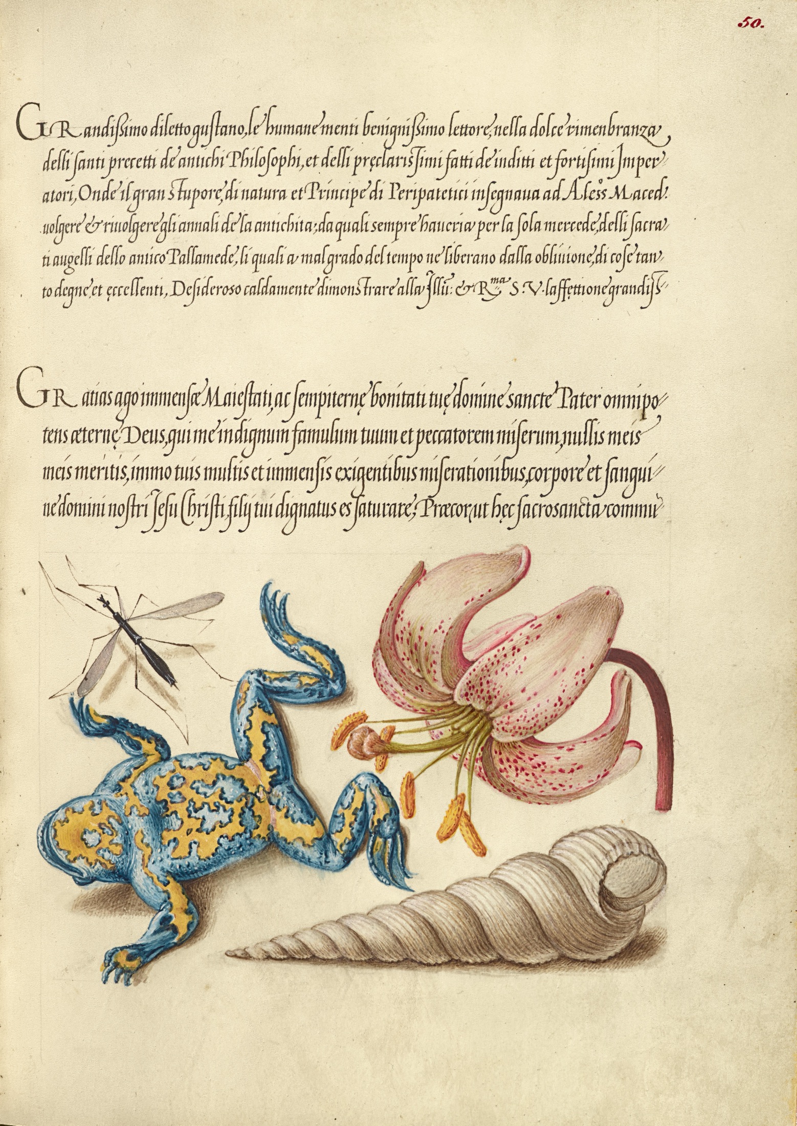 Water Gnat, Martagon Lily, Yellow-Bellied Toad, and European Screw Shell — Joris Hoefnagel (Illuminator); Georg Bocskay (Scribe)