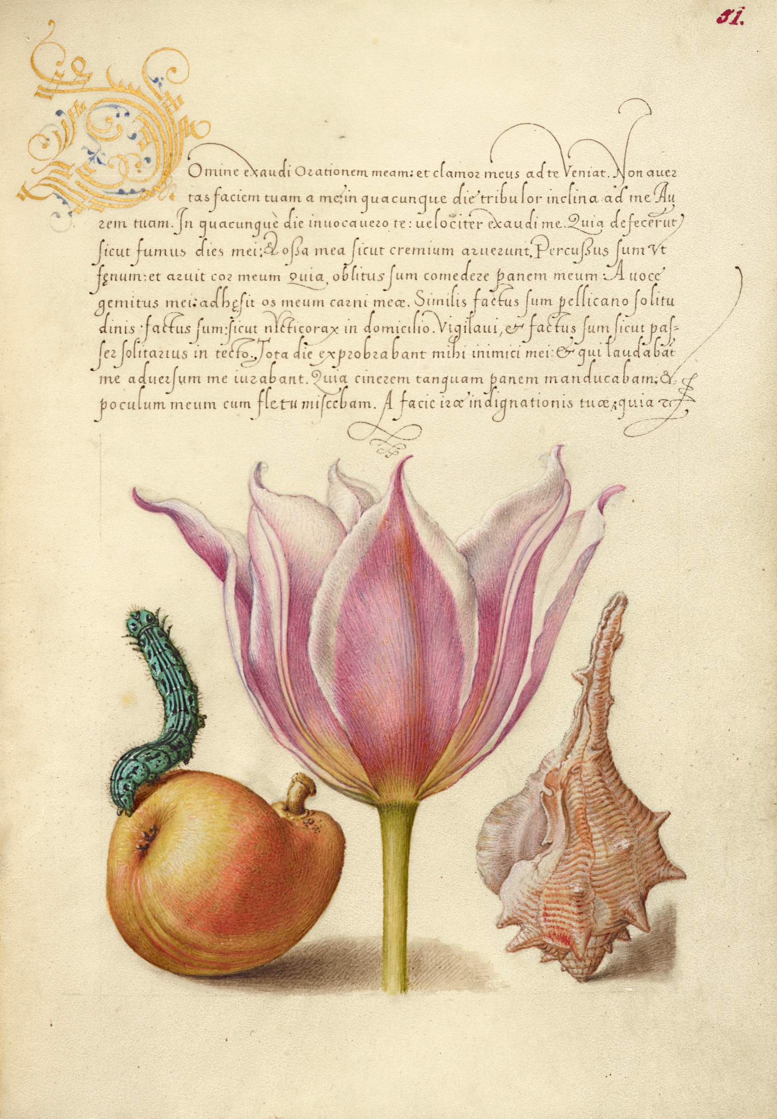 Caterpillar, Pear, Tulip, and Purple Snail — Joris Hoefnagel (Illuminator); Georg Bocskay (Scribe)