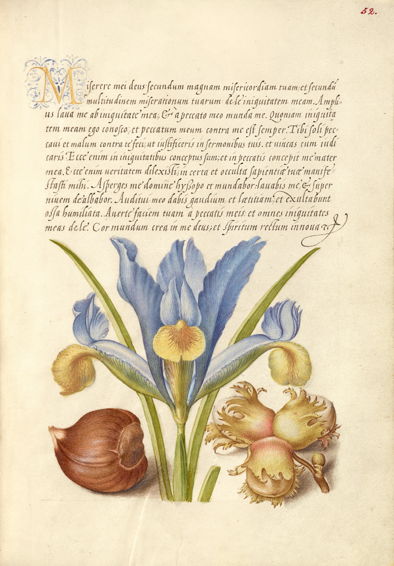 Spanish Chestnut, English Iris, and European Filbert — Joris Hoefnagel (Illuminator); Georg Bocskay (Scribe)