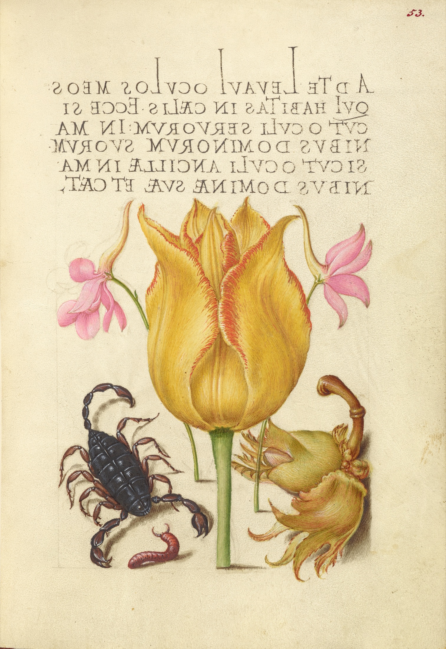 Rocket Larkspurs, Tulip, Scorpion, Millepede, and European Filbert — Joris Hoefnagel (Illuminator); Georg Bocskay (Scribe)