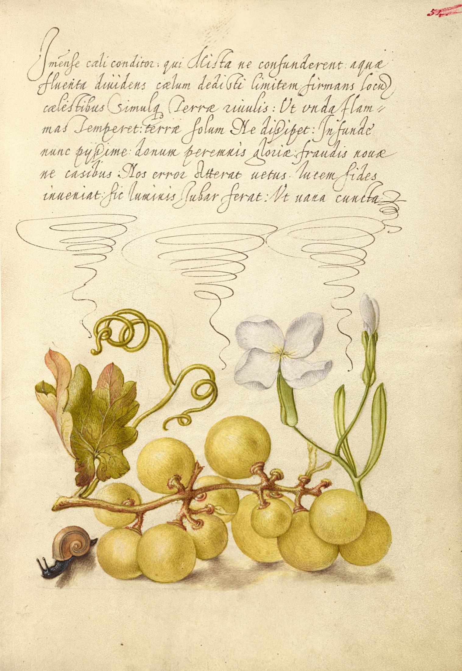 Wine Grape, Gillyflower, and Land Snail — Joris Hoefnagel (Illuminator); Georg Bocskay (Scribe)