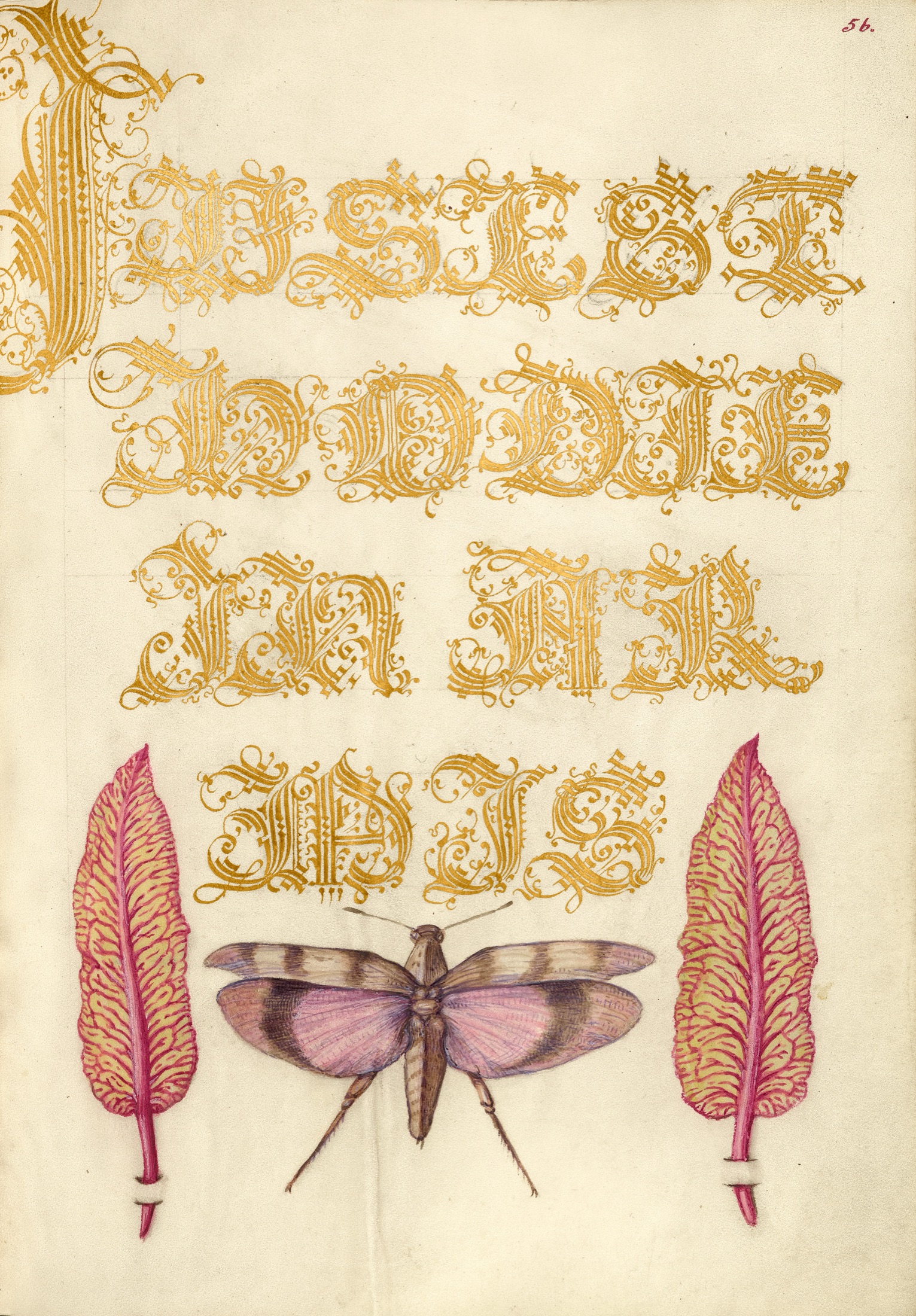 Chard Leaves and Red-Winged Grasshopper — Joris Hoefnagel (Illuminator); Georg Bocskay (Scribe)