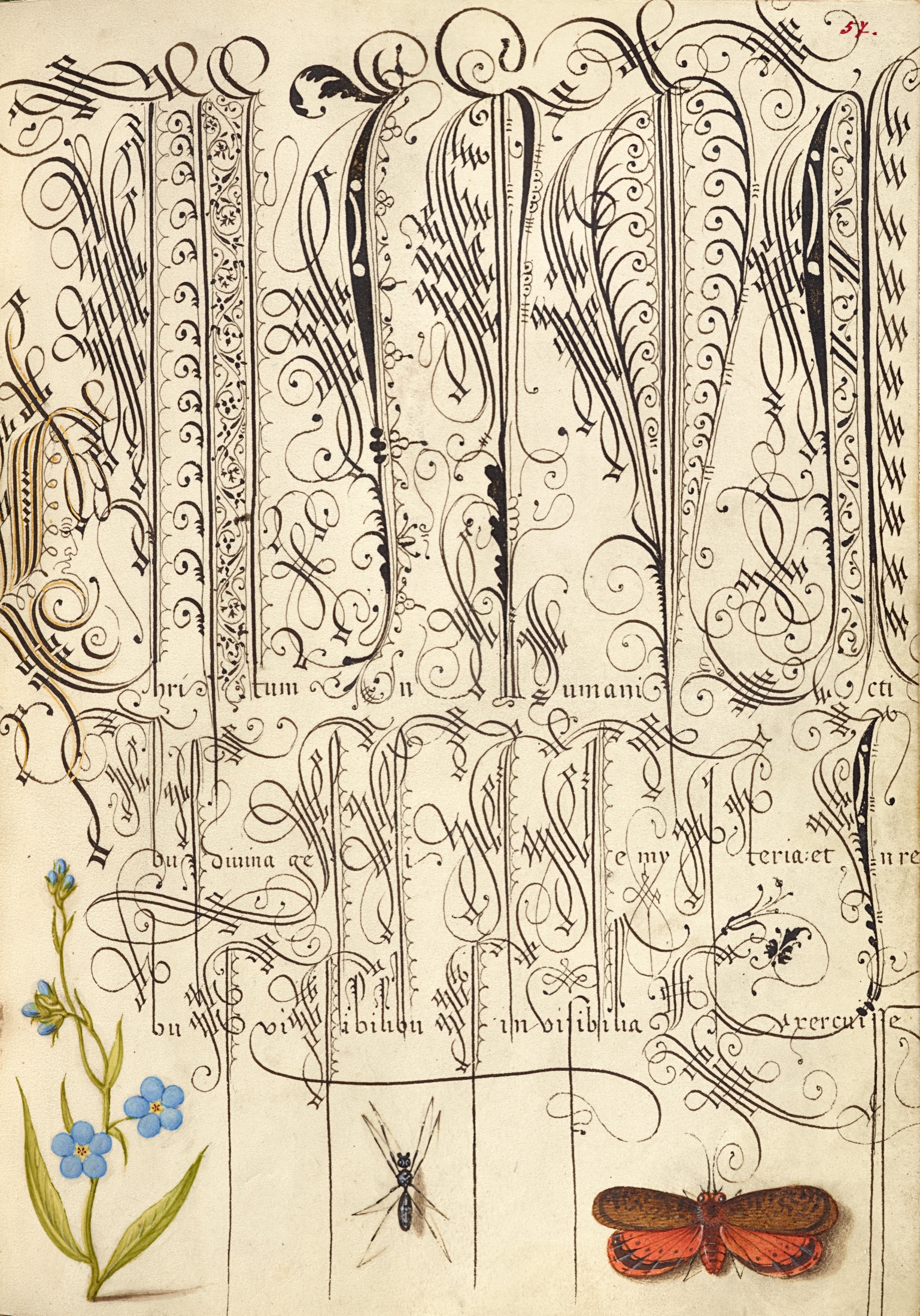 Creeping Forget-Me-Not, Insect, and Planthopper — Joris Hoefnagel (Illuminator); Georg Bocskay (Scribe)