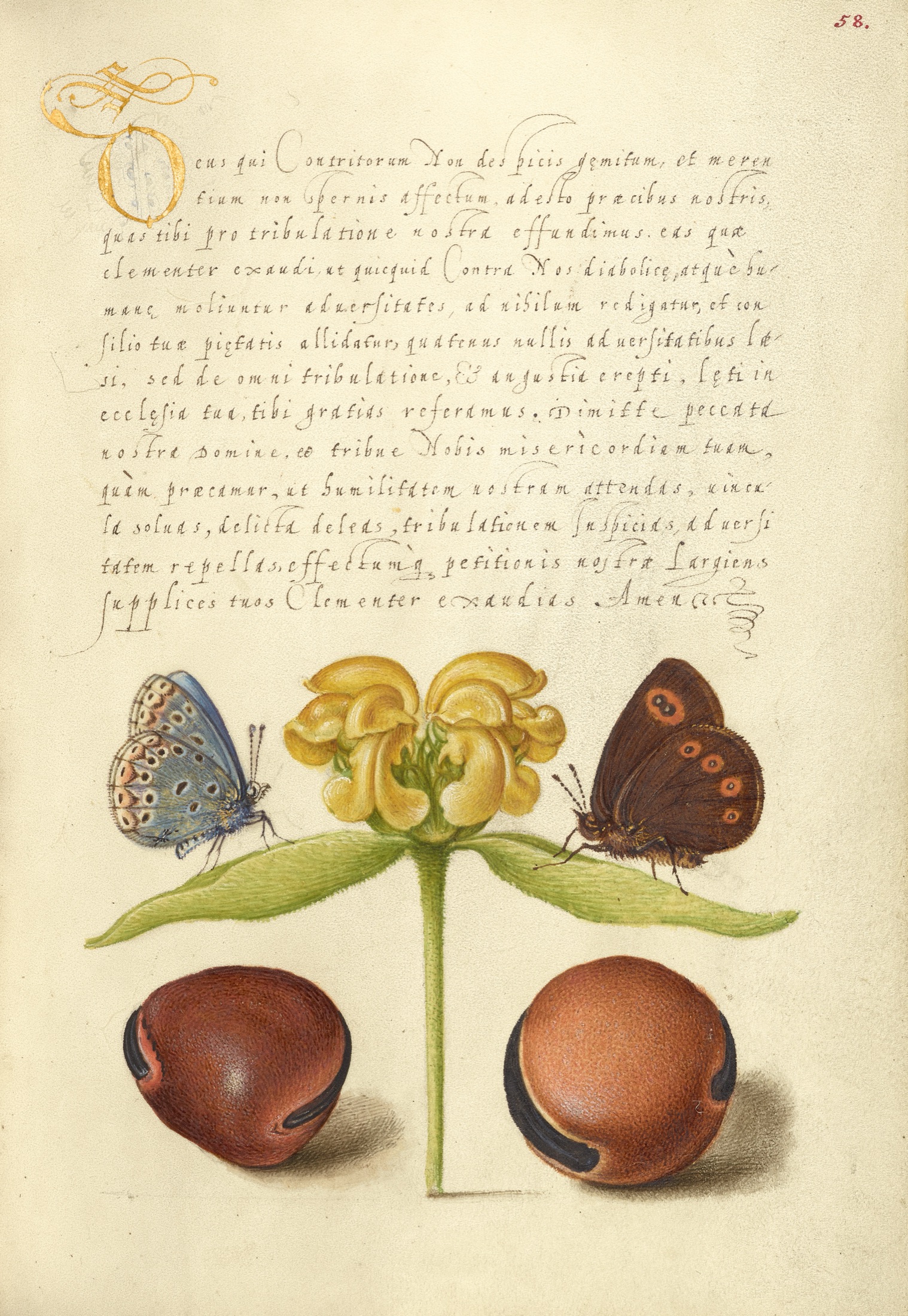 Moths, Jerusalem Sage, and Beans — Joris Hoefnagel (Illuminator); Georg Bocskay (Scribe)
