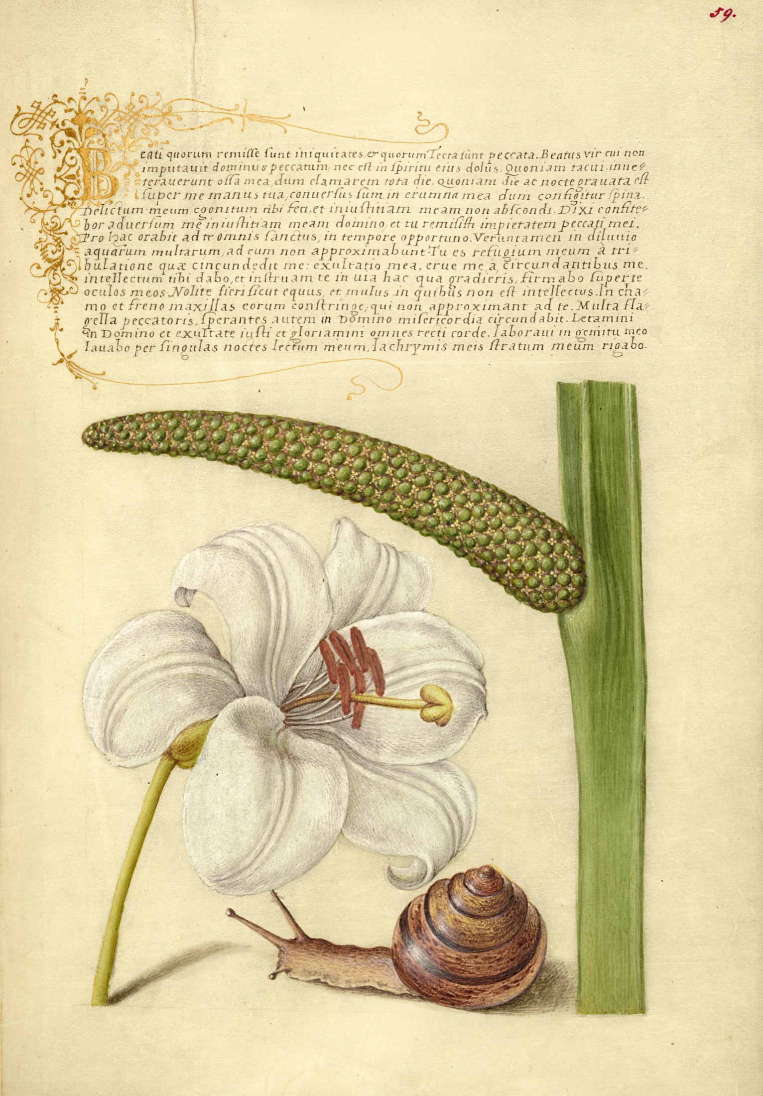 Madonna Lily, Terrestrial Mollusk, and Sweet Flag — Joris Hoefnagel (Illuminator); Georg Bocskay (Scribe)