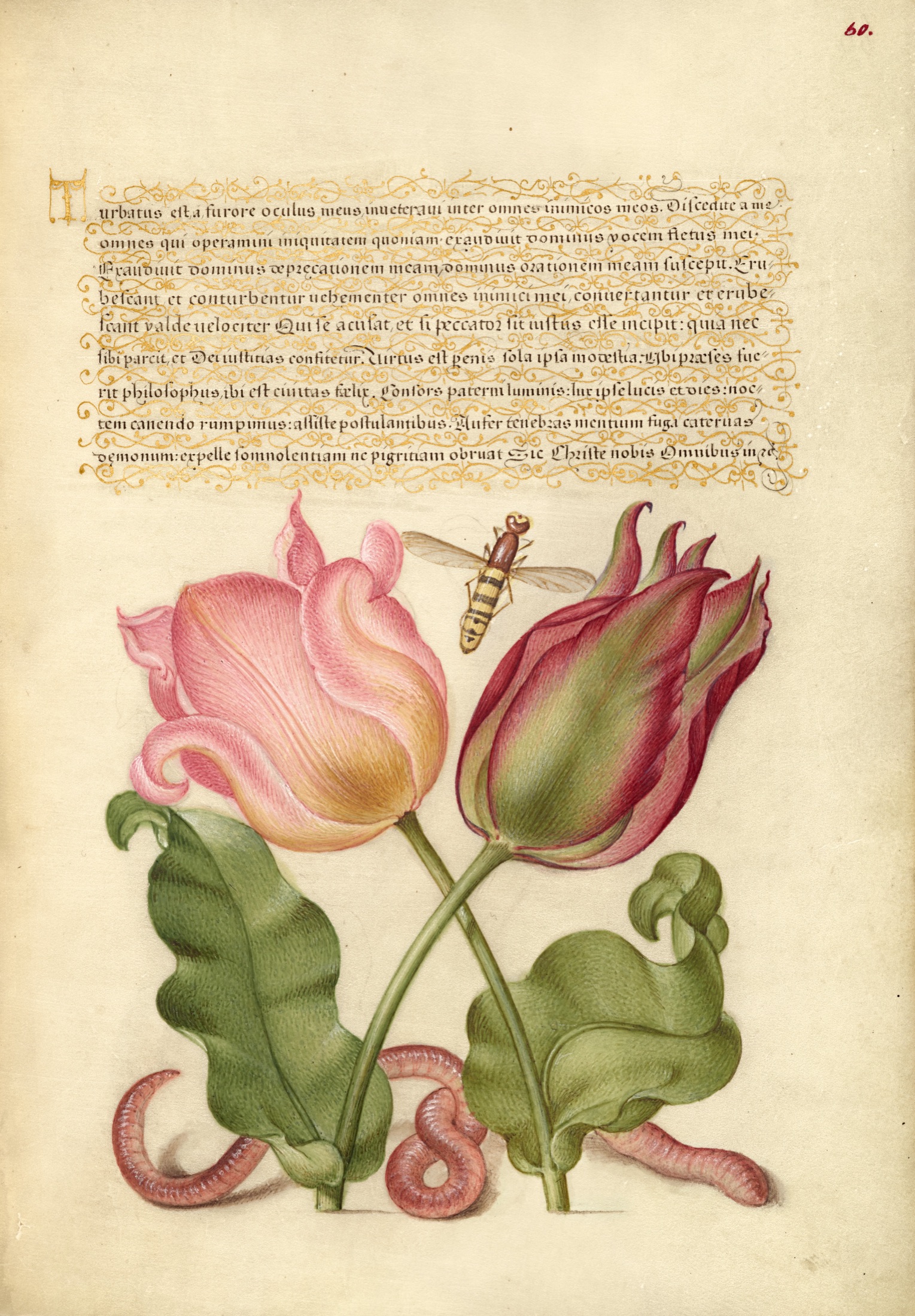 Tulips, Insect, and Worm — Joris Hoefnagel (Illuminator); Georg Bocskay (Scribe)