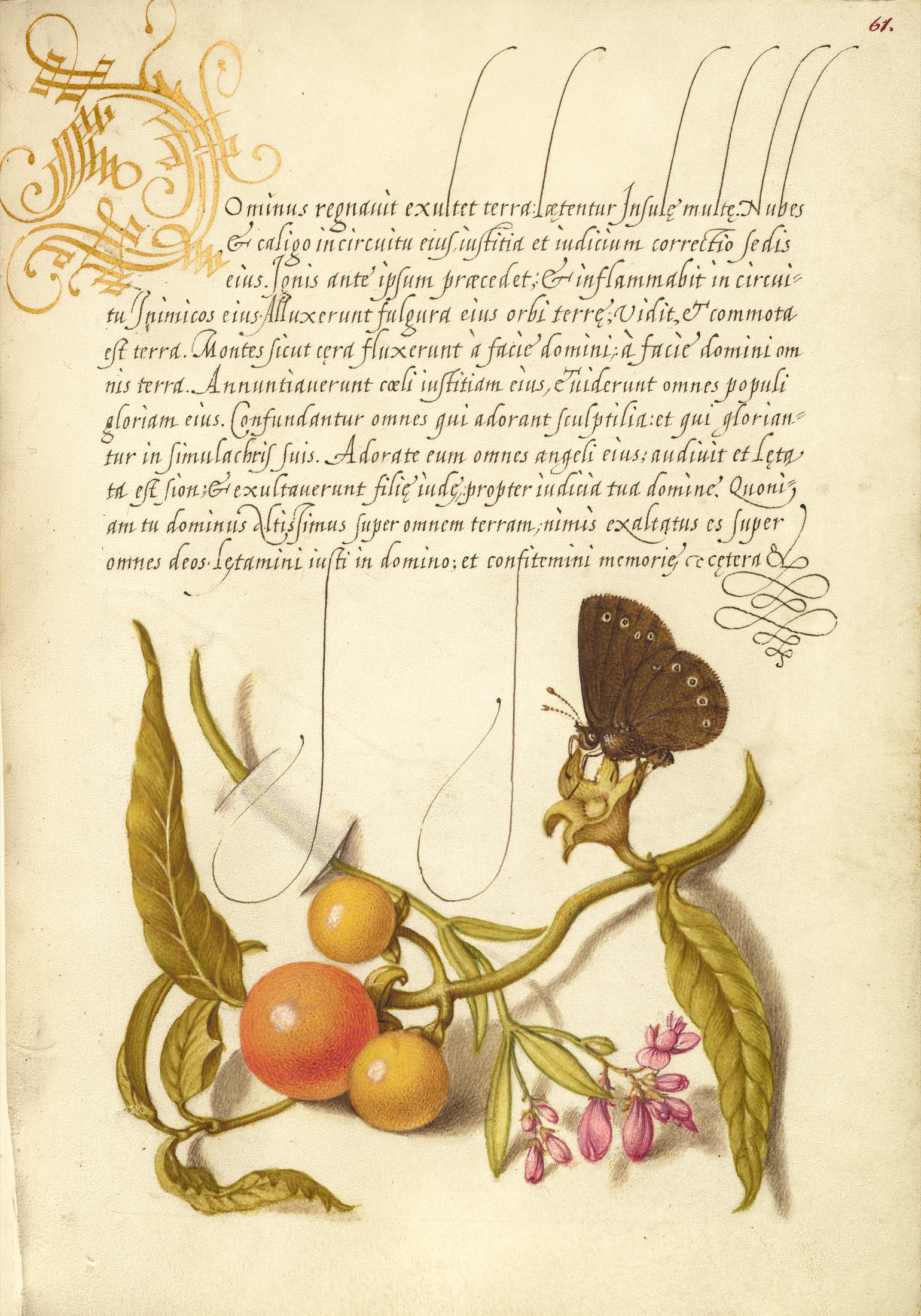 Ringlet, False Jerusalem Cherry, and Milkwort — Joris Hoefnagel (Illuminator); Georg Bocskay (Scribe)