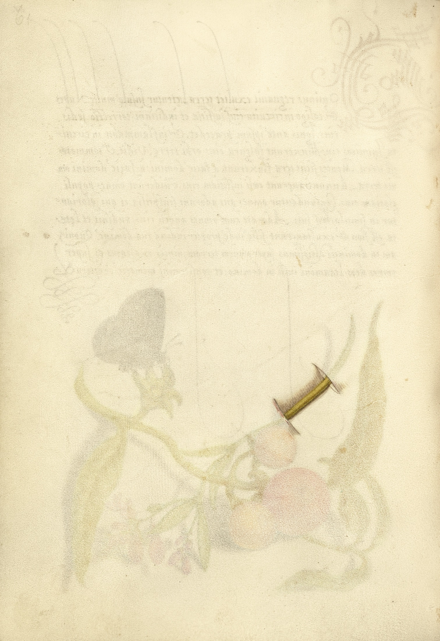 Trompe l'Oeil Stem of Milkwort — Joris Hoefnagel (Illuminator)