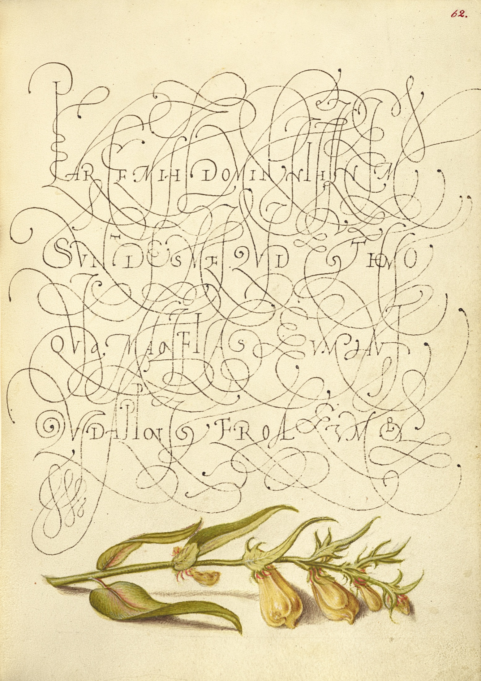 Cow-Wheat — Joris Hoefnagel (Illuminator); Georg Bocskay (Scribe)