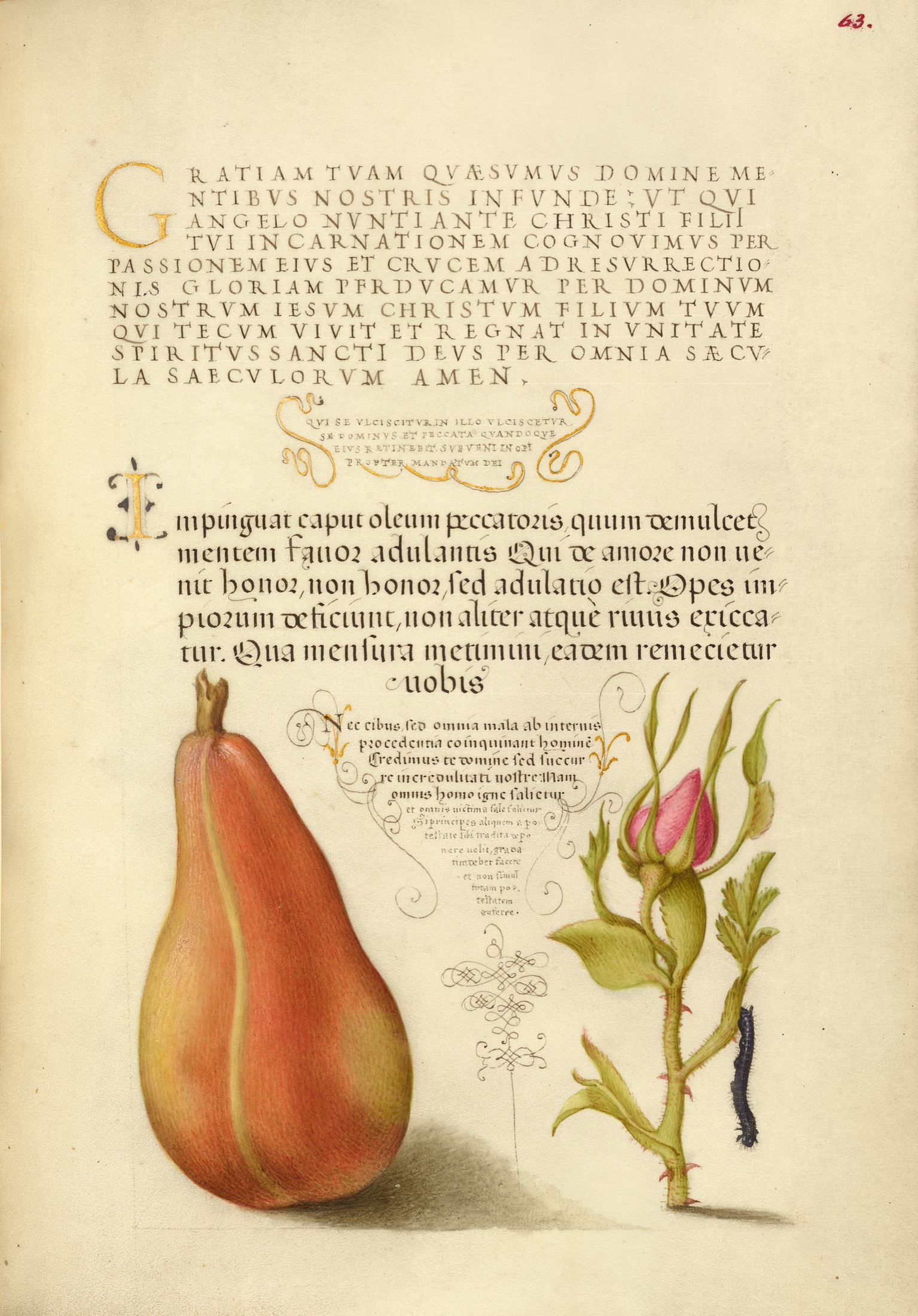 Pear, French Rose, and Caterpillar — Joris Hoefnagel (Illuminator); Georg Bocskay (Scribe)
