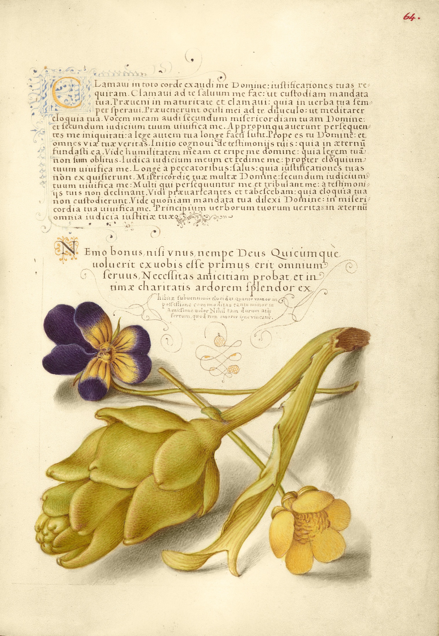 Wild Pansy and Artichoke — Joris Hoefnagel (Illuminator); Georg Bocskay (Scribe)