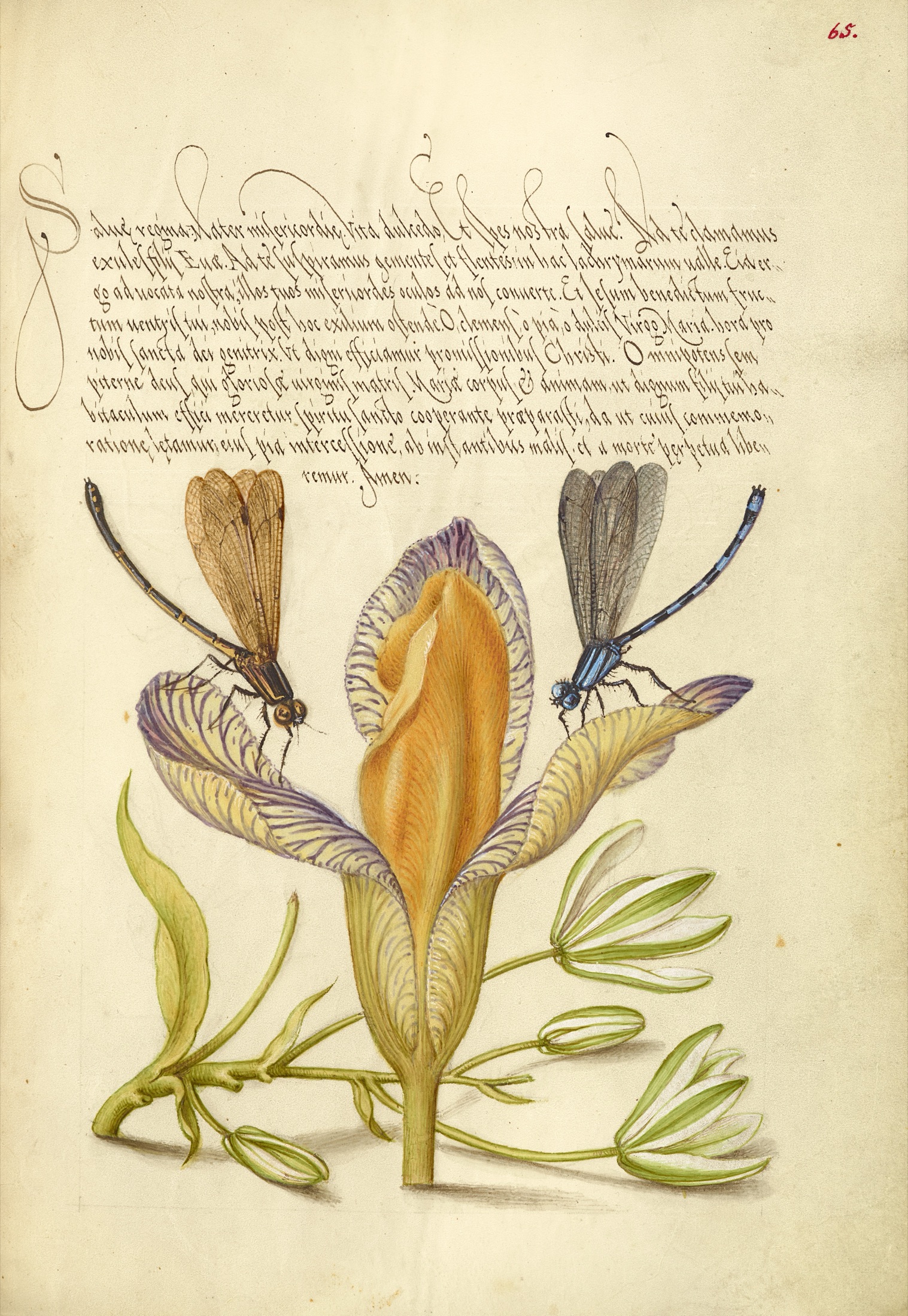 Damselflies, Spanish Iris, and Star-of-Bethlehem — Joris Hoefnagel (Illuminator); Georg Bocskay (Scribe)