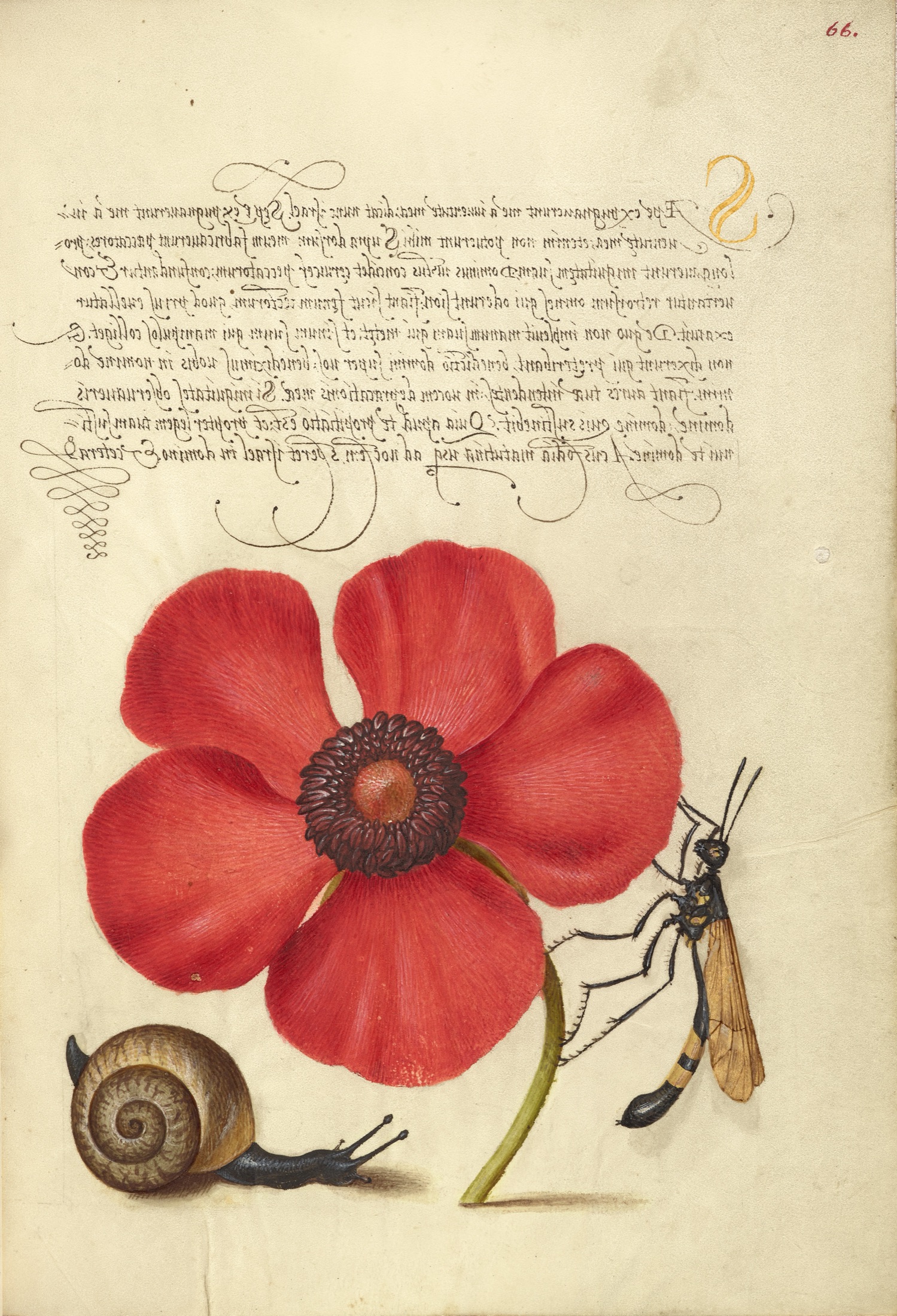 Terrestrial Mollusk, Poppy Anemone, and Crane Fly — Joris Hoefnagel (Illuminator); Georg Bocskay (Scribe)