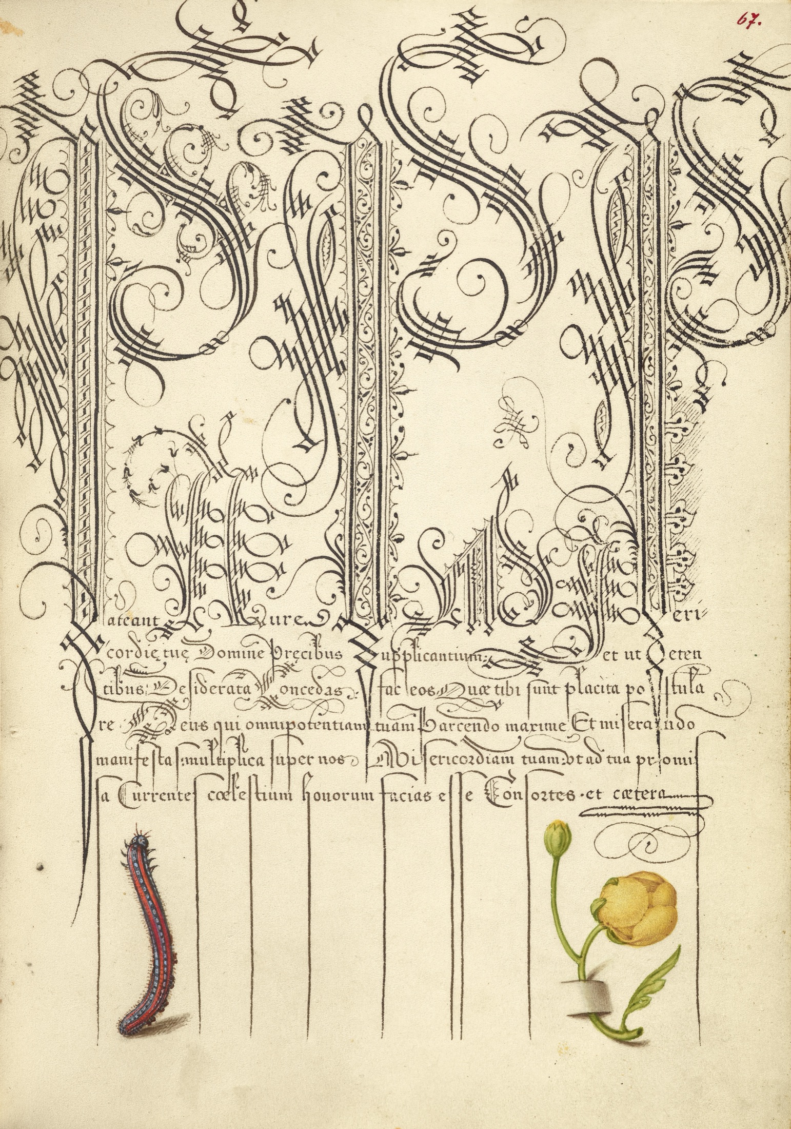 Caterpillar and Globeflower — Joris Hoefnagel (Illuminator); Georg Bocskay (Scribe)