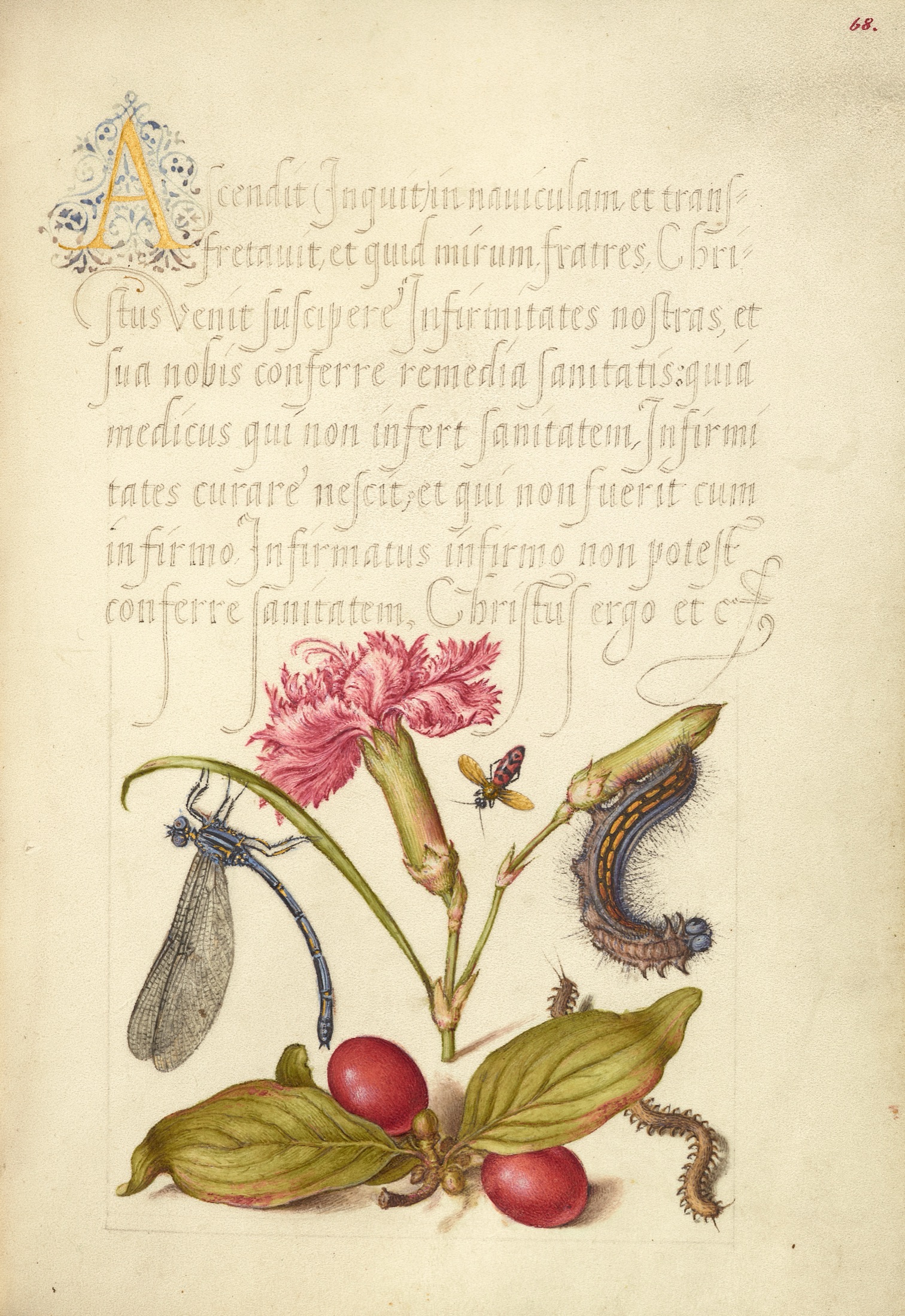 Damselfly, Carnation, Firebug, Caterpillar, Carnelian Cherry, and Centipede — Joris Hoefnagel (Illuminator); Georg Bocskay (Scribe)