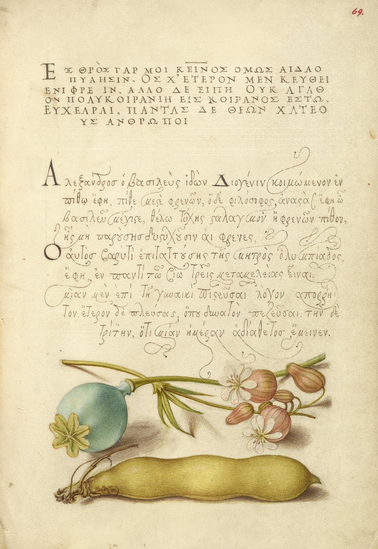 Opium Poppy, Bladder Campion, and Broad Bean — Joris Hoefnagel (Illuminator); Georg Bocskay (Scribe)