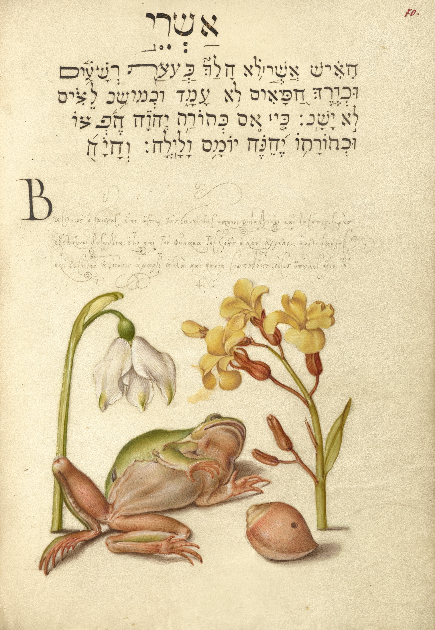 Spring Snowflake, Tree Frog, Wallflower, and Marine Mollusk — Joris Hoefnagel (Illuminator); Georg Bocskay (Scribe)
