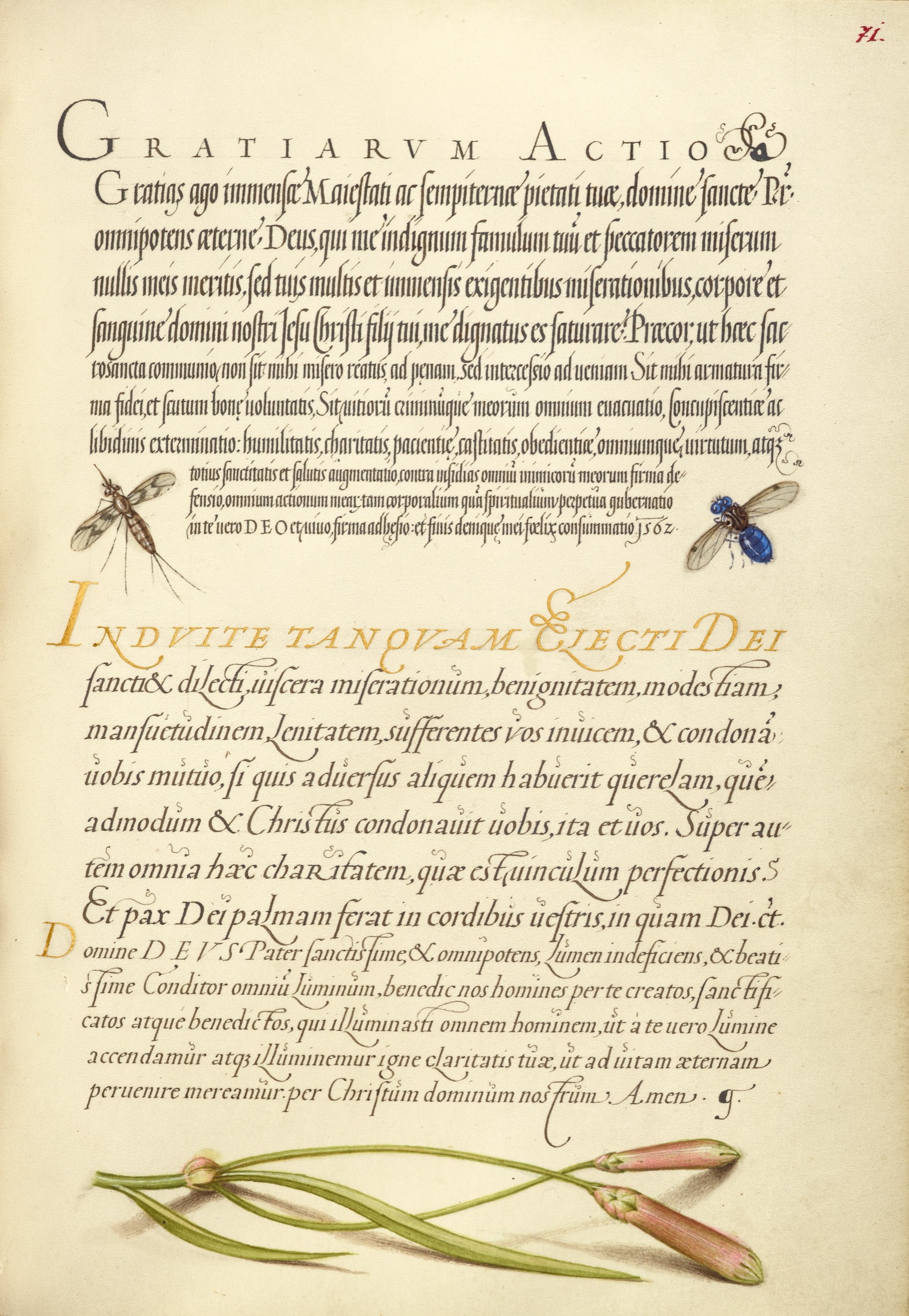 Insects and Carnation — Joris Hoefnagel (Illuminator); Georg Bocskay (Scribe)