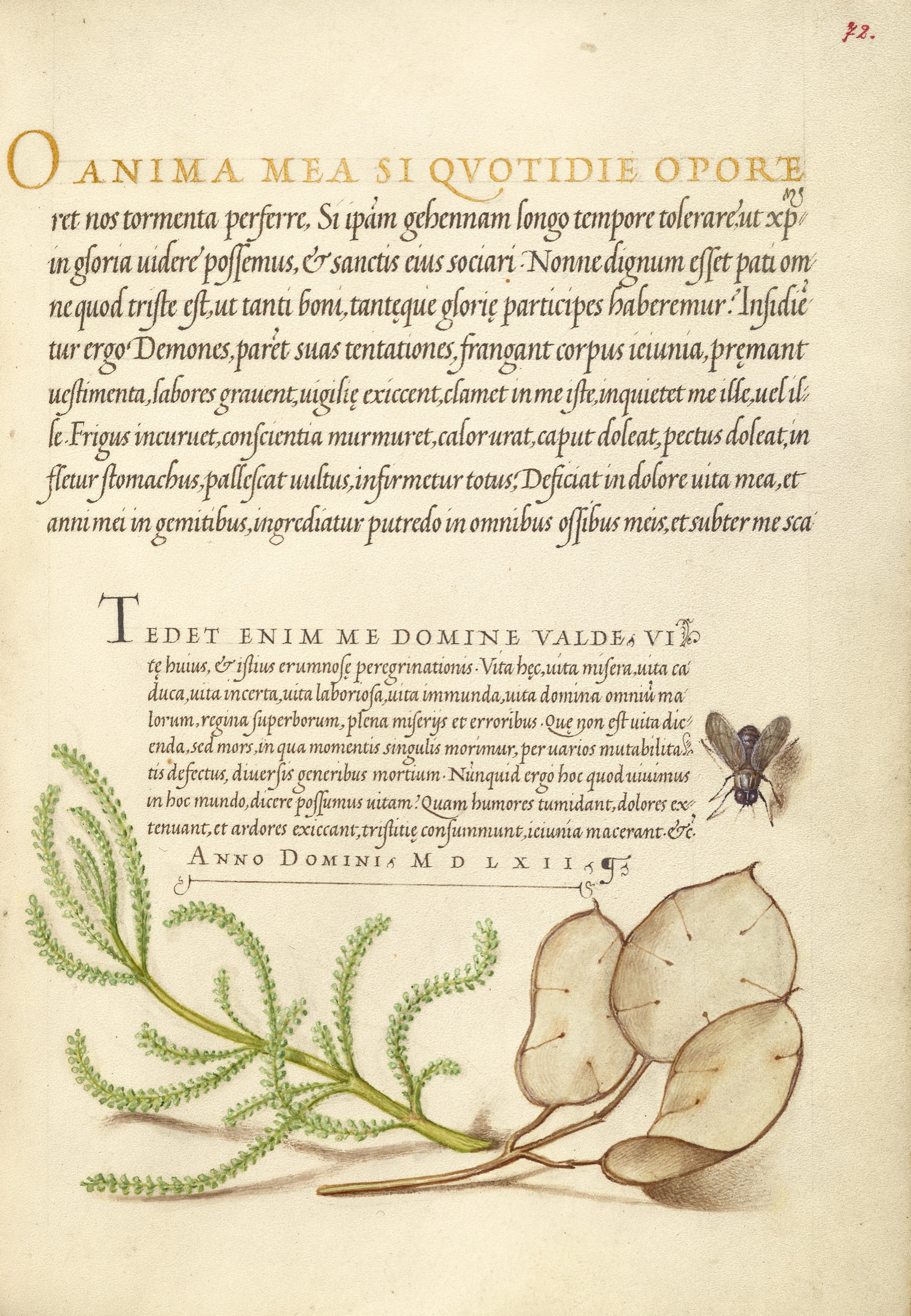 House Fly, Lavender Cotton, and Money Plant — Joris Hoefnagel (Illuminator); Georg Bocskay (Scribe)