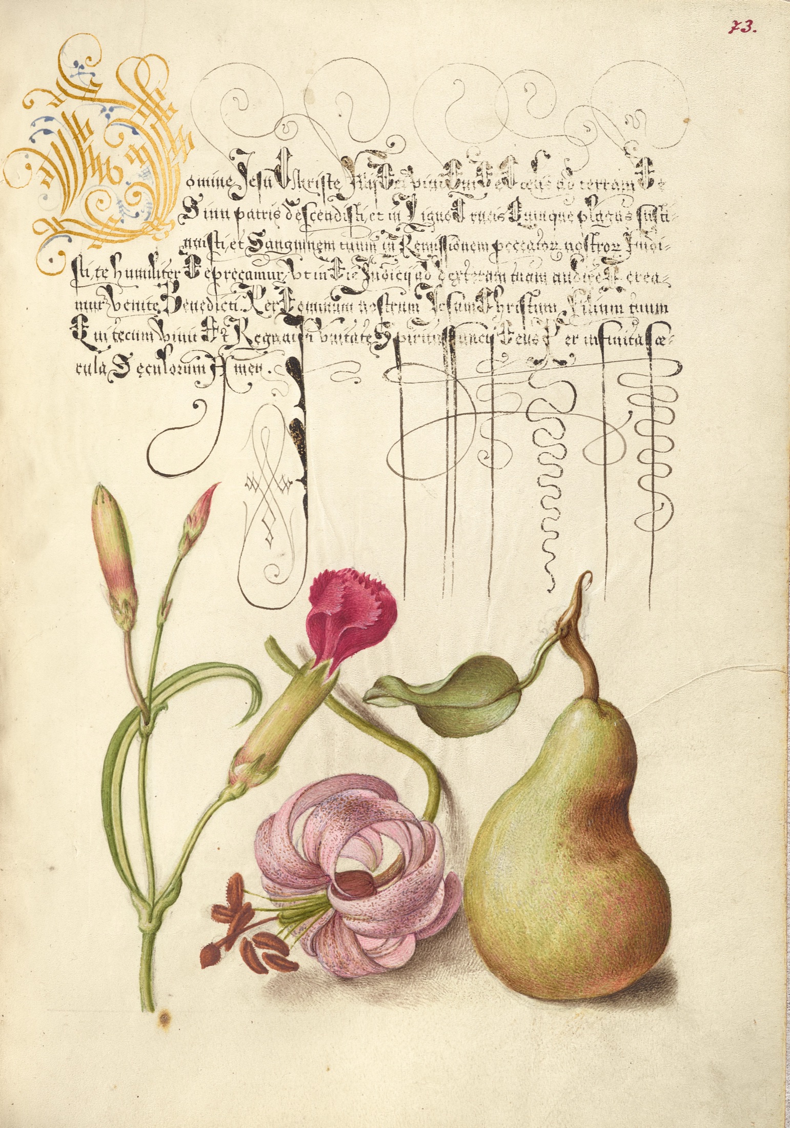 Carnation, Martagon Lily, and Pear — Joris Hoefnagel (Illuminator); Georg Bocskay (Scribe)
