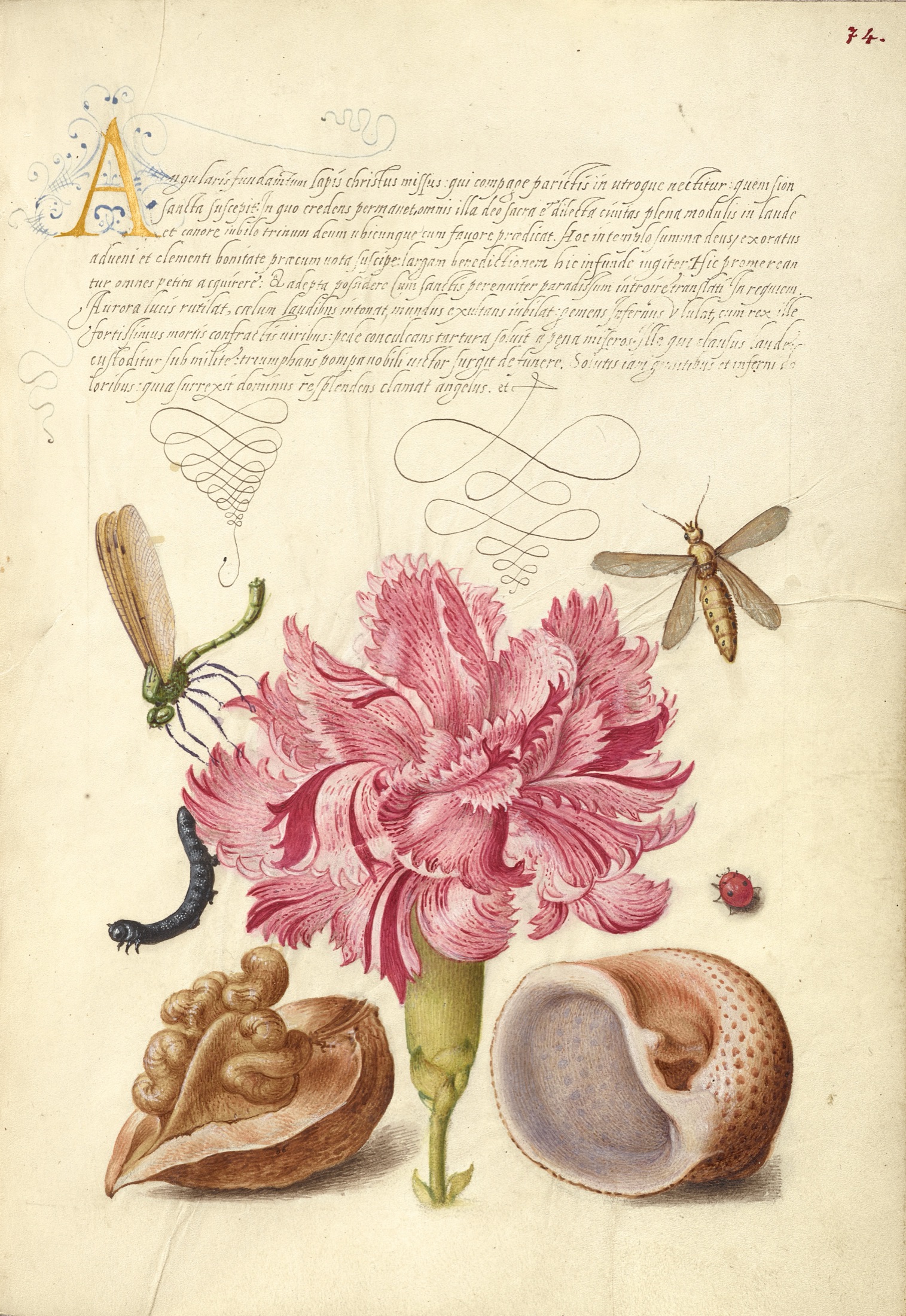 Damselfly, Carnation, Insect, Caterpillar, Ladybird, English Walnut, and Marine Mollusk — Joris Hoefnagel (Illuminator); Georg Bocskay (Scribe)