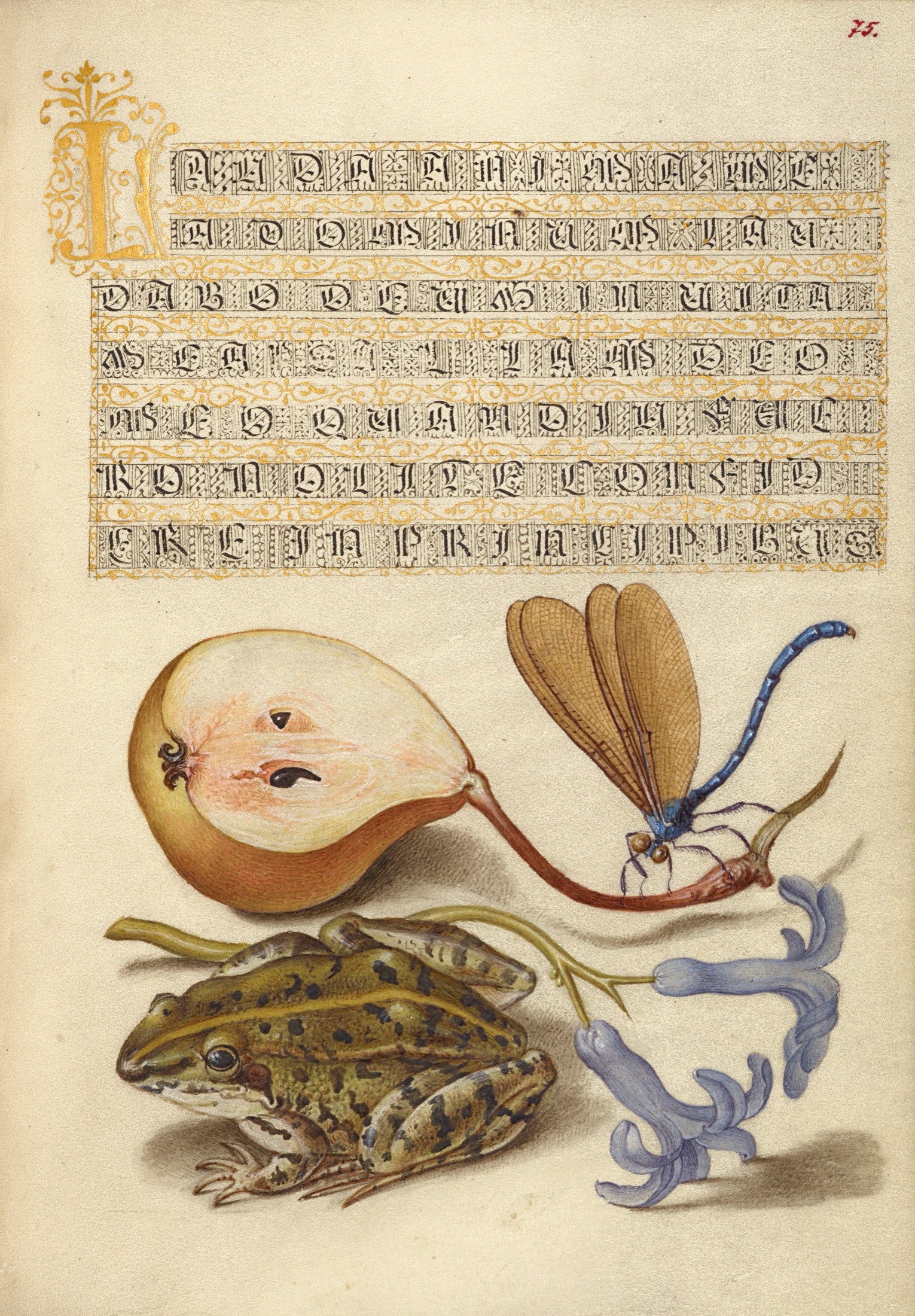 Common Pear, Lake Demoiselle, Moor Frog, and Hyacinth — Joris Hoefnagel (Illuminator); Georg Bocskay (Scribe)