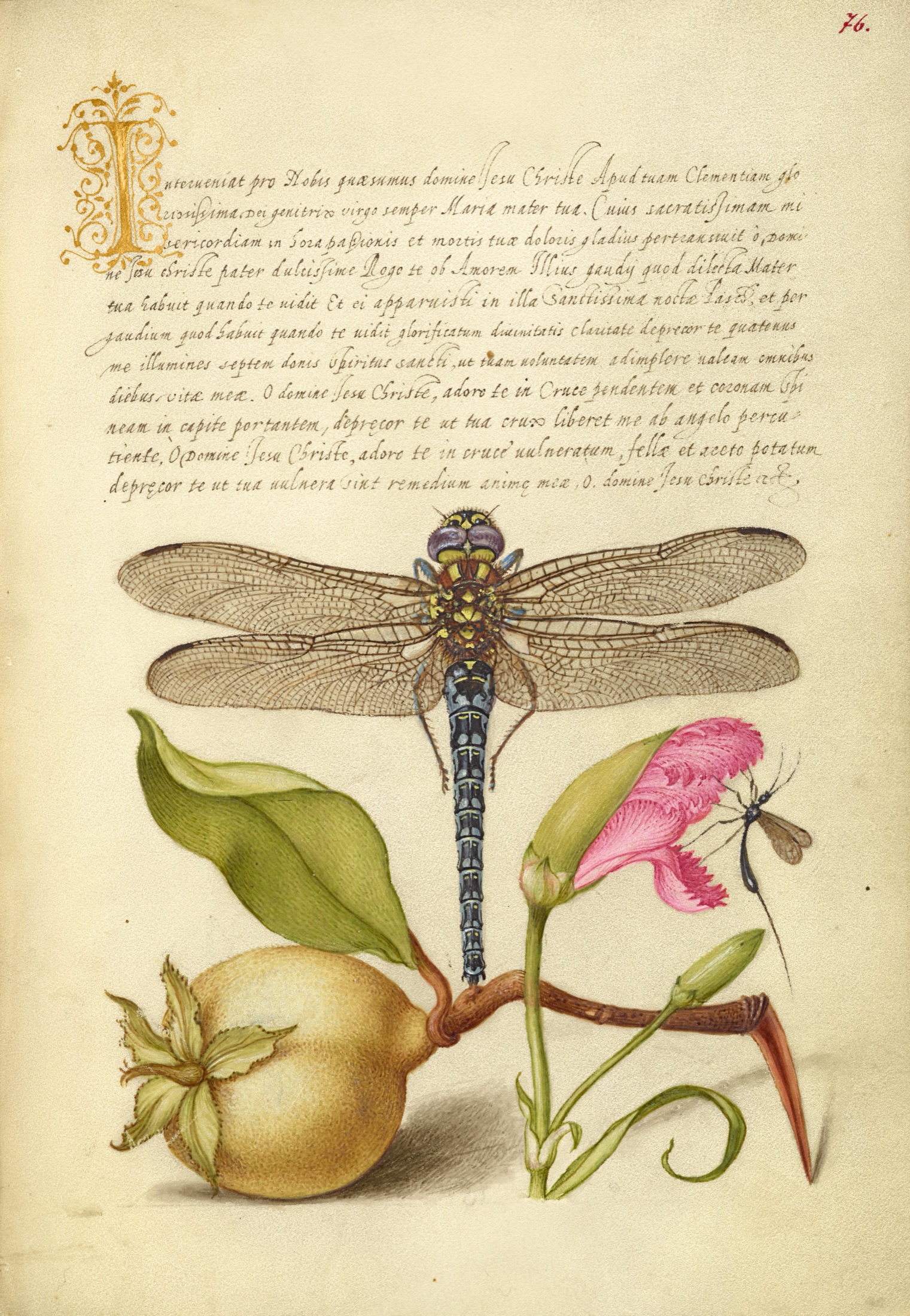Dragonfly, Pear, Carnation, and Insect — Joris Hoefnagel (Illuminator); Georg Bocskay (Scribe)