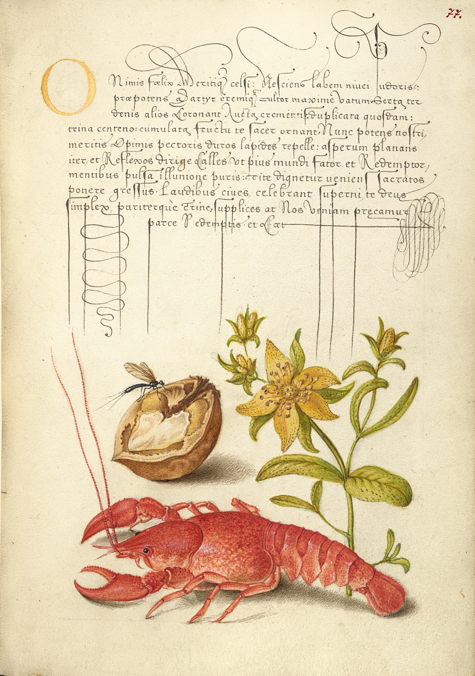 Insect, English Walnut, Saint John's Wort, and Crayfish — Joris Hoefnagel (Illuminator); Georg Bocskay (Scribe)