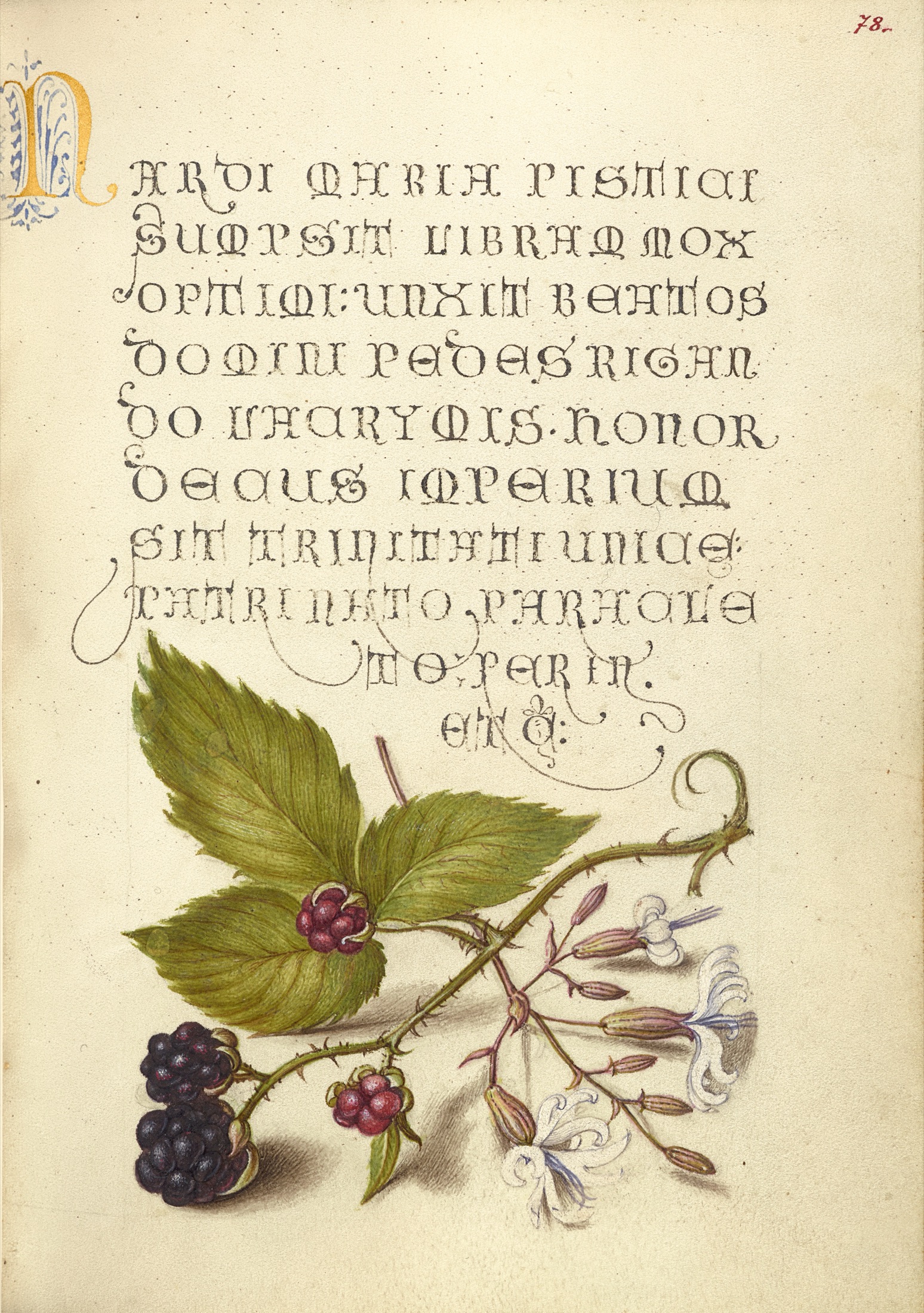 Blackberry and Nottingham Catchfly — Joris Hoefnagel (Illuminator); Georg Bocskay (Scribe)