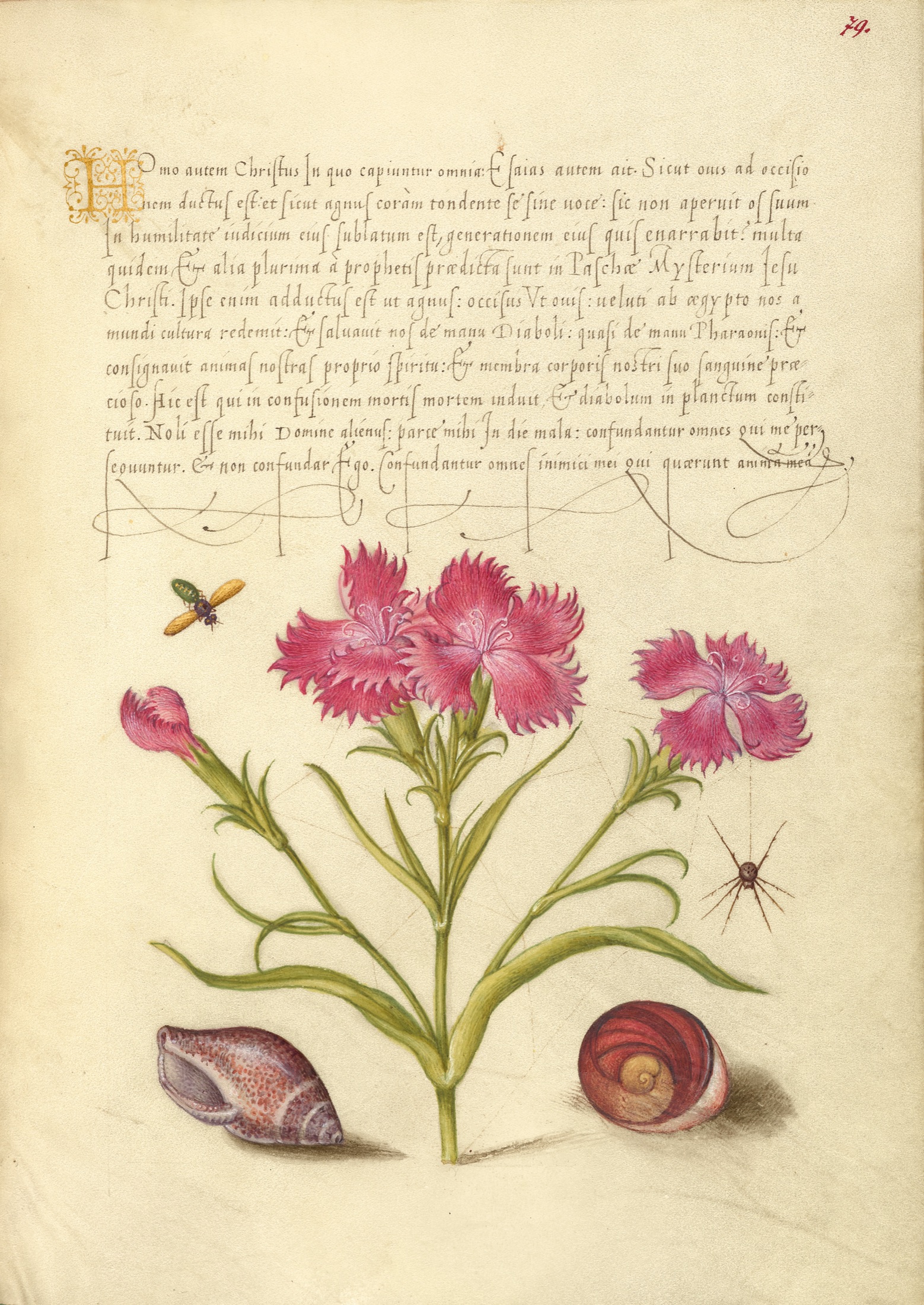 Insect, Sweet William, Spider, Marine Mollusk, and Eye of Santa Lucia — Joris Hoefnagel (Illuminator); Georg Bocskay (Scribe)