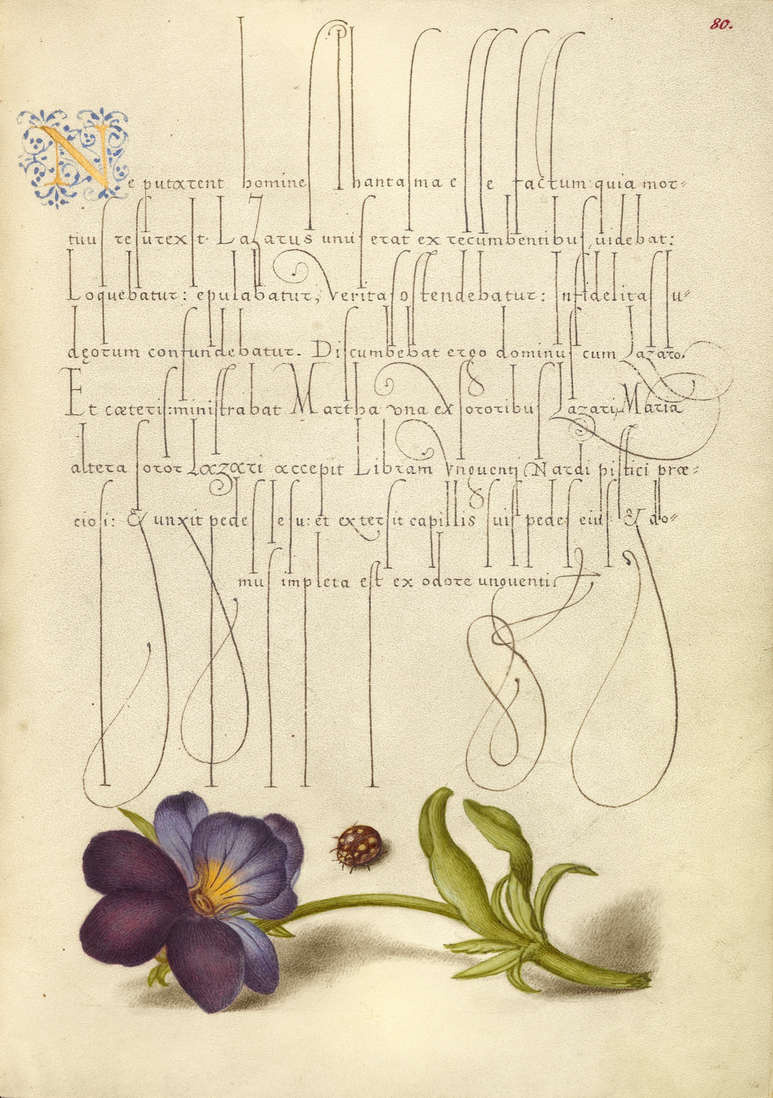 Ladybird and European Wild Pansy — Joris Hoefnagel (Illuminator); Georg Bocskay (Scribe)