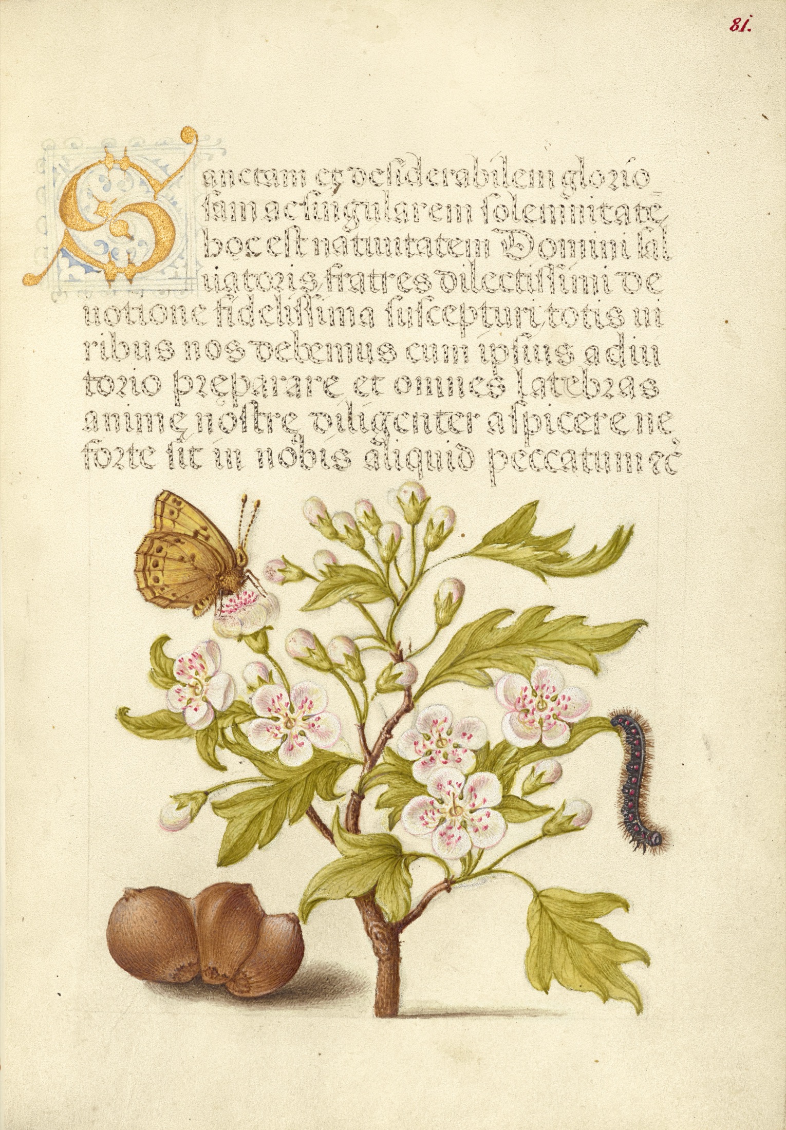 Insect, English Hawthorn, Caterpillar, and European Filbert — Joris Hoefnagel (Illuminator); Georg Bocskay (Scribe)