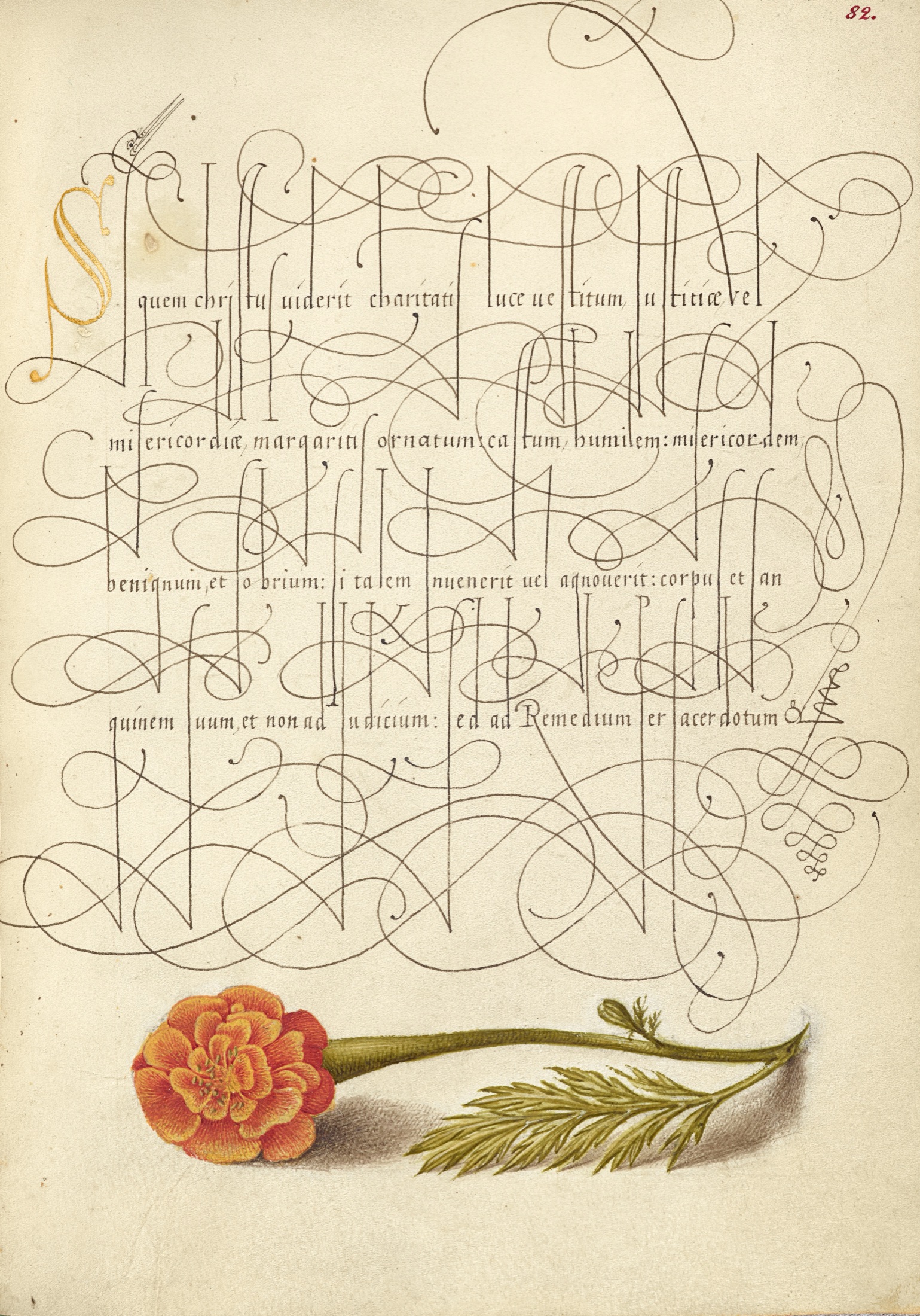 French Marigold — Joris Hoefnagel (Illuminator); Georg Bocskay (Scribe)